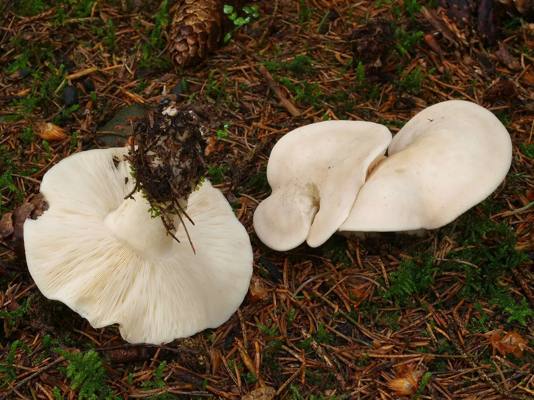 Calocybe gambosa: Exemplars blancs sobre molsa i agulles de pi; un està capgirat i mostra les làmines.