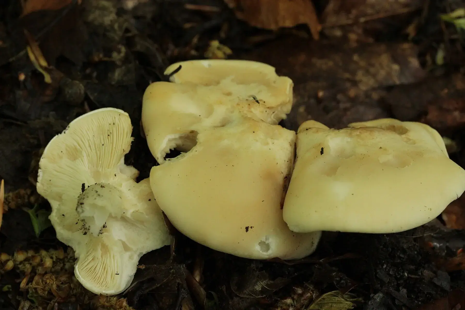 Calocybe gambosa: Grup de barrets crema sobre fullaraca, amb un exemplar ajagut que deixa veure les làmines.