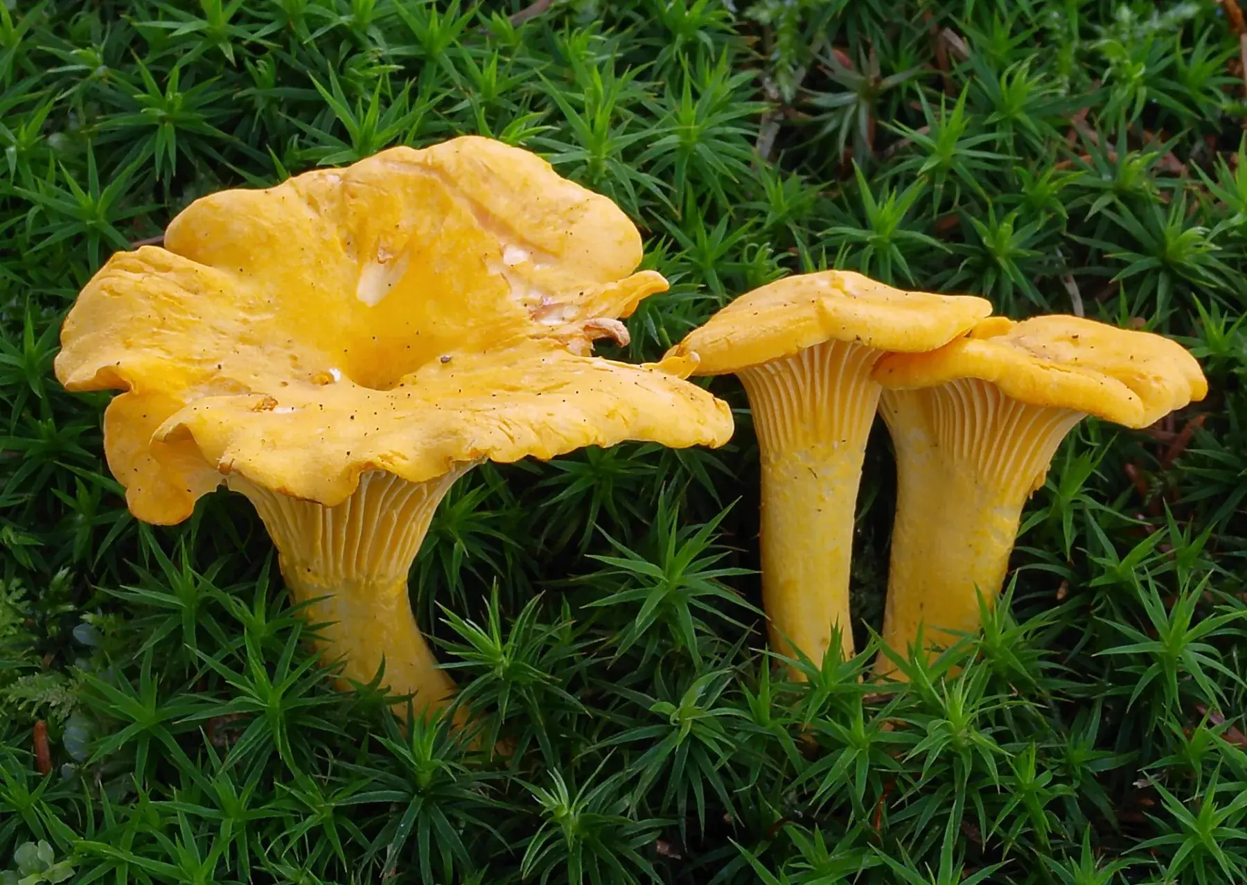 Cantharellus cibarius: Exemplars grocs sobre molsa, amb marges ondulats i plecs que baixen pel peu.