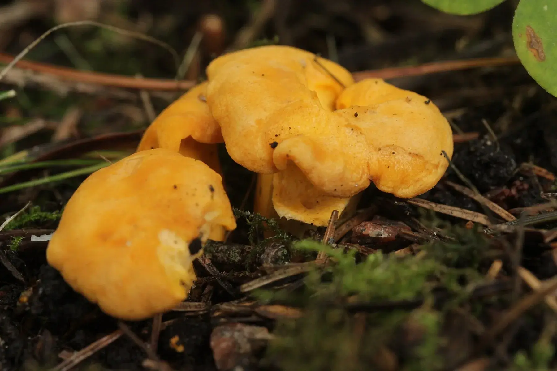Cantharellus cibarius: Dos barrets grocs irregulars vistos des de dalt, entre branques i fullaraca.