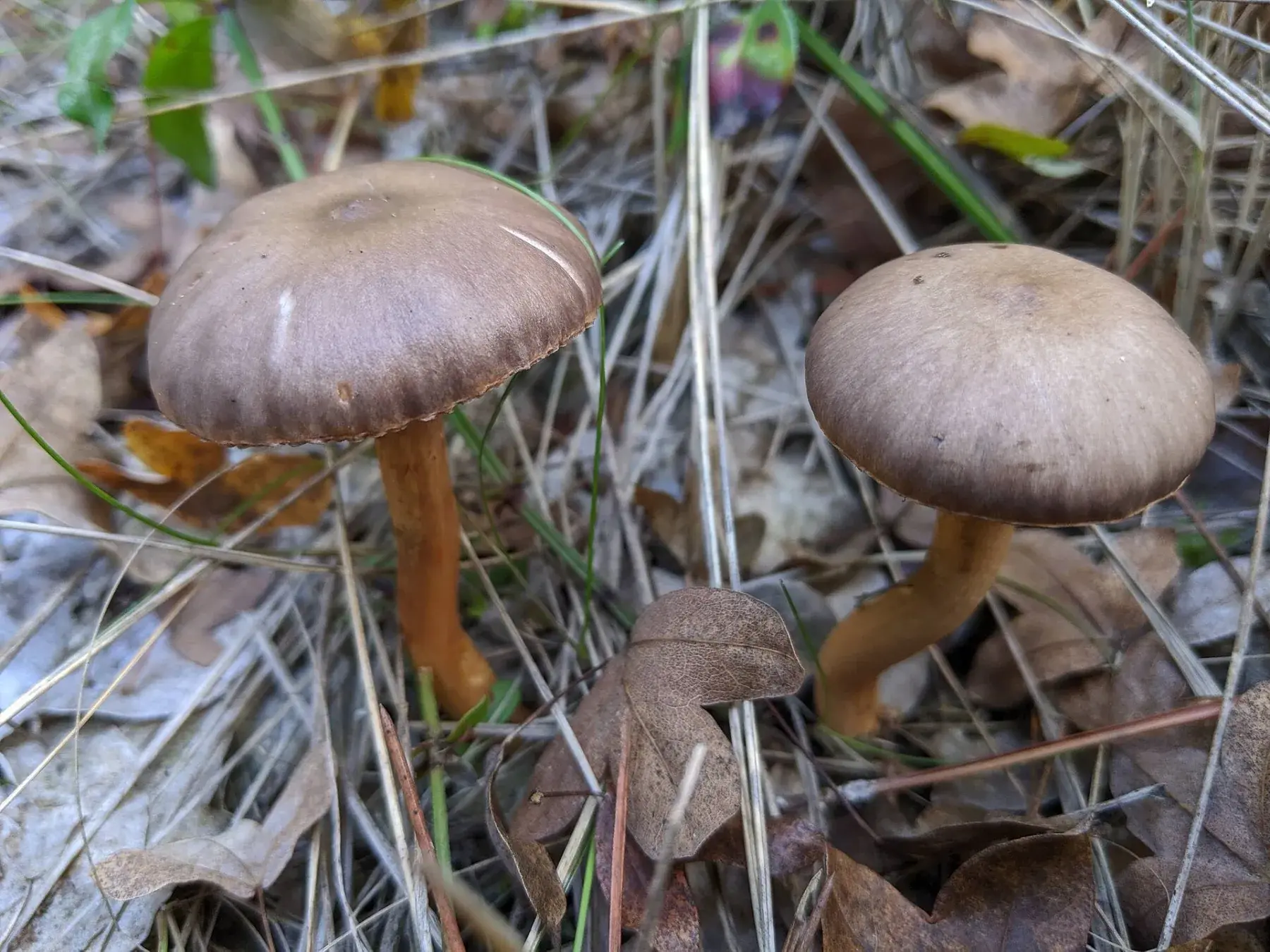 Chroogomphus rutilus: Dos exemplars de barret marró violaci i peu ocre entre herbes seques i fulles.