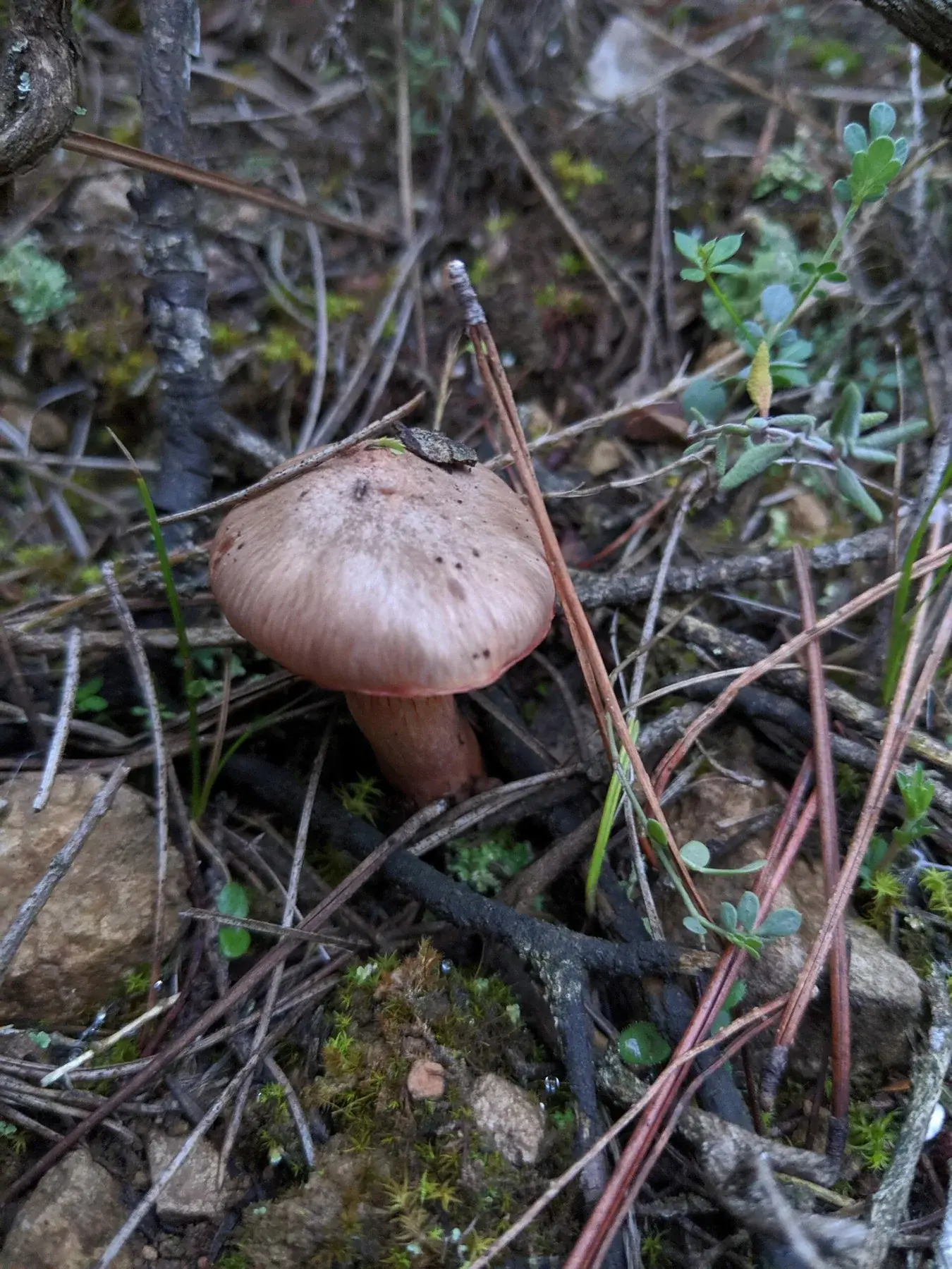 Chroogomphus rutilus: Un exemplar amb barret cònic marró entre branquillons i molsa.