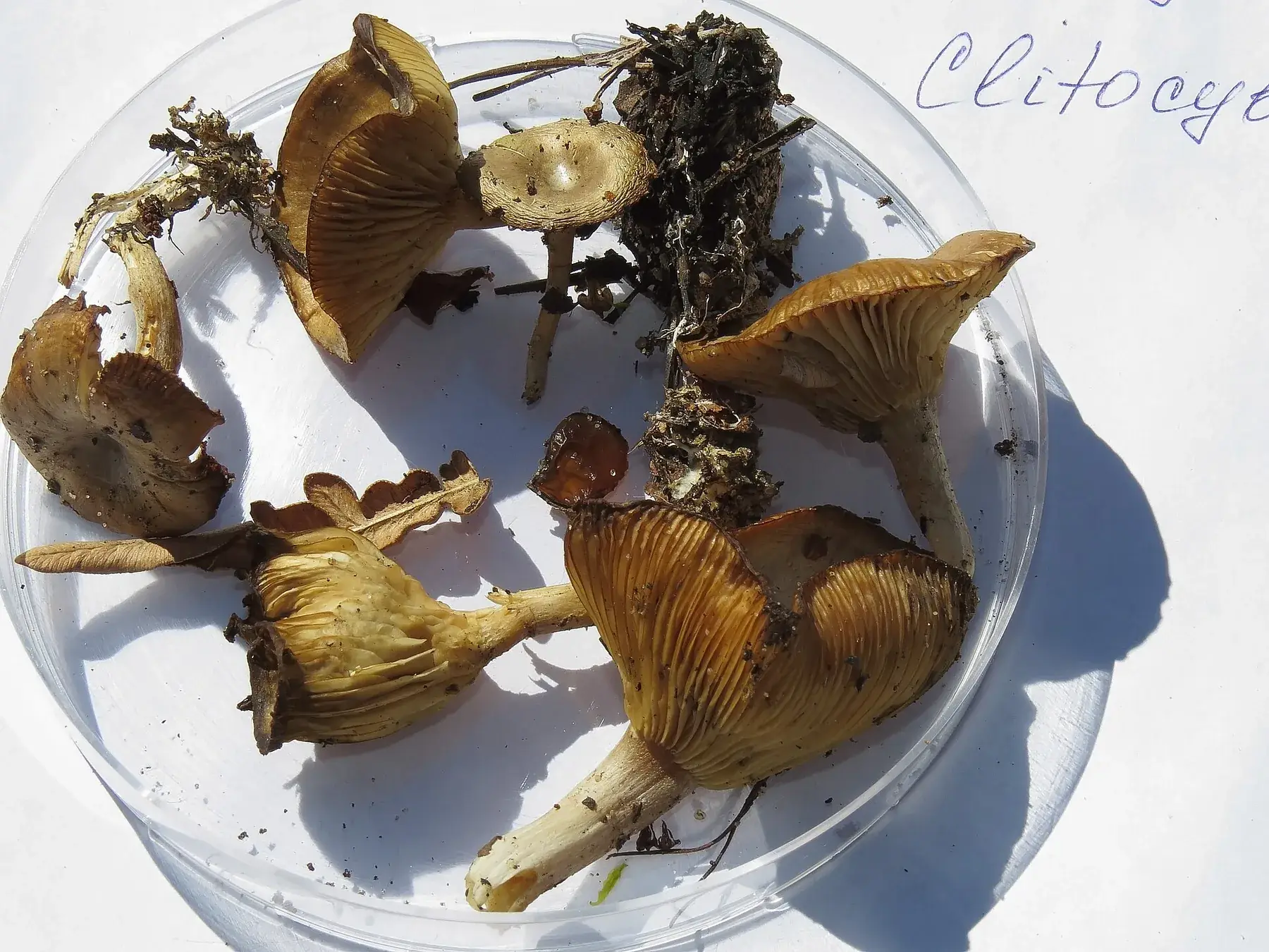 Grup de petits Clitocybe rivulosa blancs entre herba, amb barrets plans a embudats.