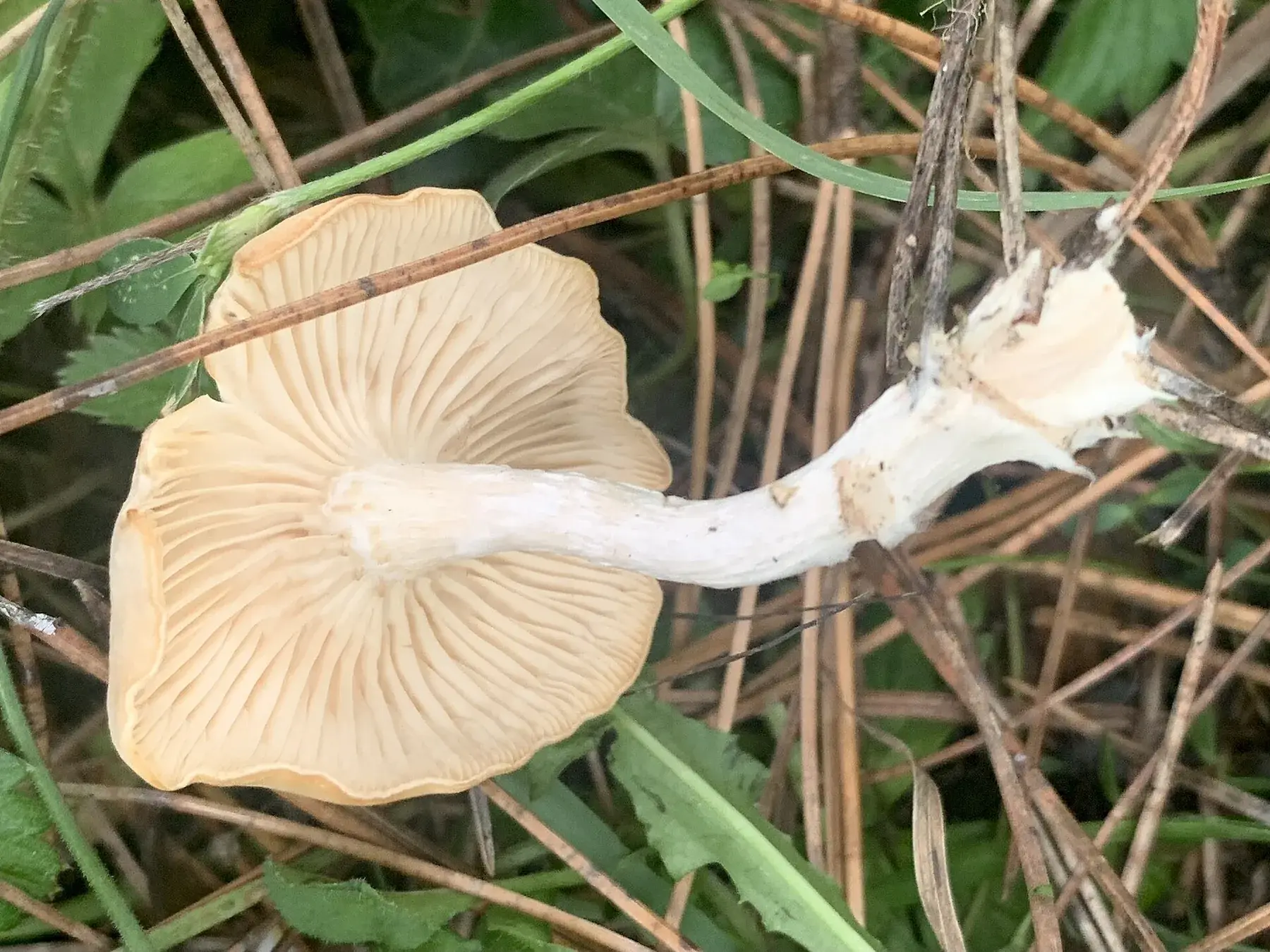 Clitocybe rivulosa de prop, amb marge ondulat, disc crema i làmines lleument decurrents.
