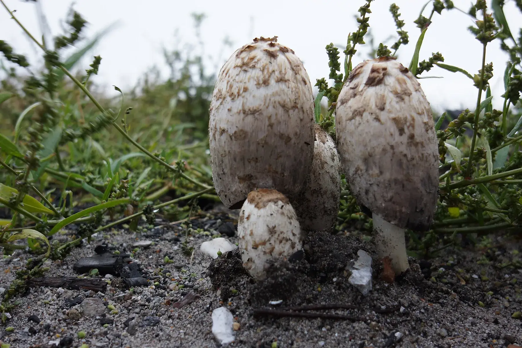 Grup jove de Coprinus comatus amb barrets cilíndrics coberts d’escates blanques.