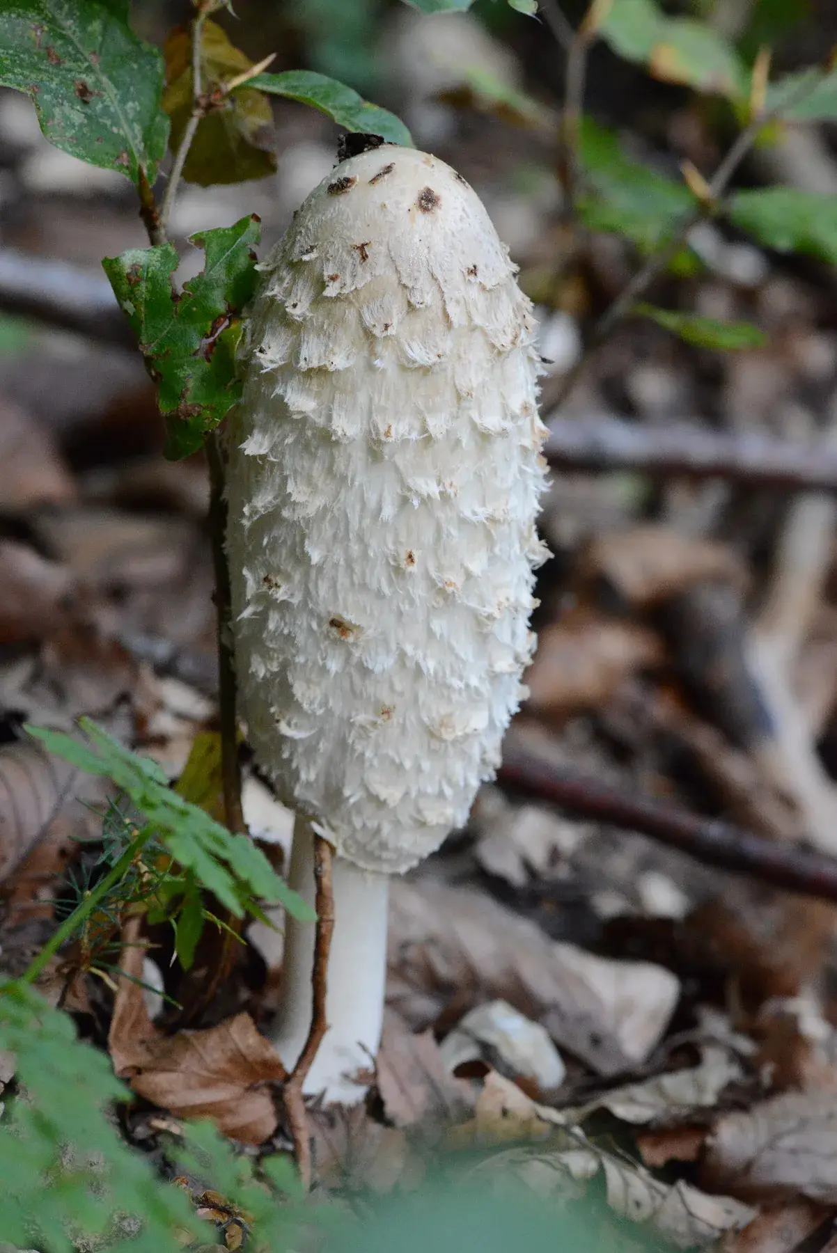 Exemplar complet de Coprinus comatus amb barret ovoide blanc escamós, anell mòbil i peu esvelt.