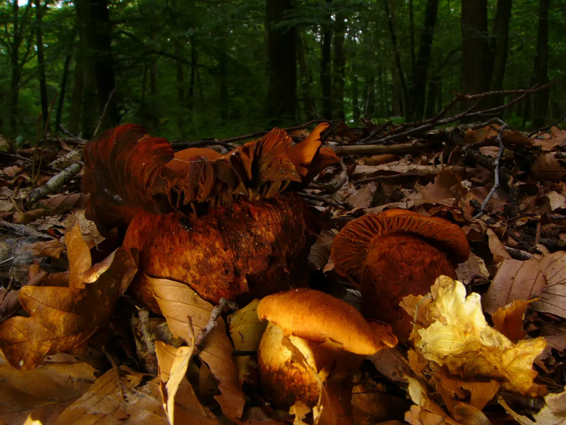 Diversos Cortinarius orellanus entre fullaraca, mostrant barrets vermellosos convexos i peus grocs.