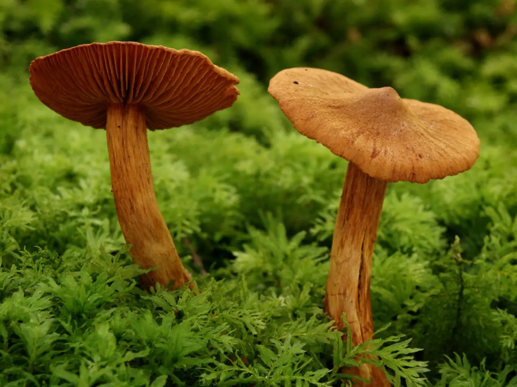 Cortinarius rubellus: Dos exemplars sobre molsa; un mostra les làmines marrons i l’altre el barret amb centre elevat.