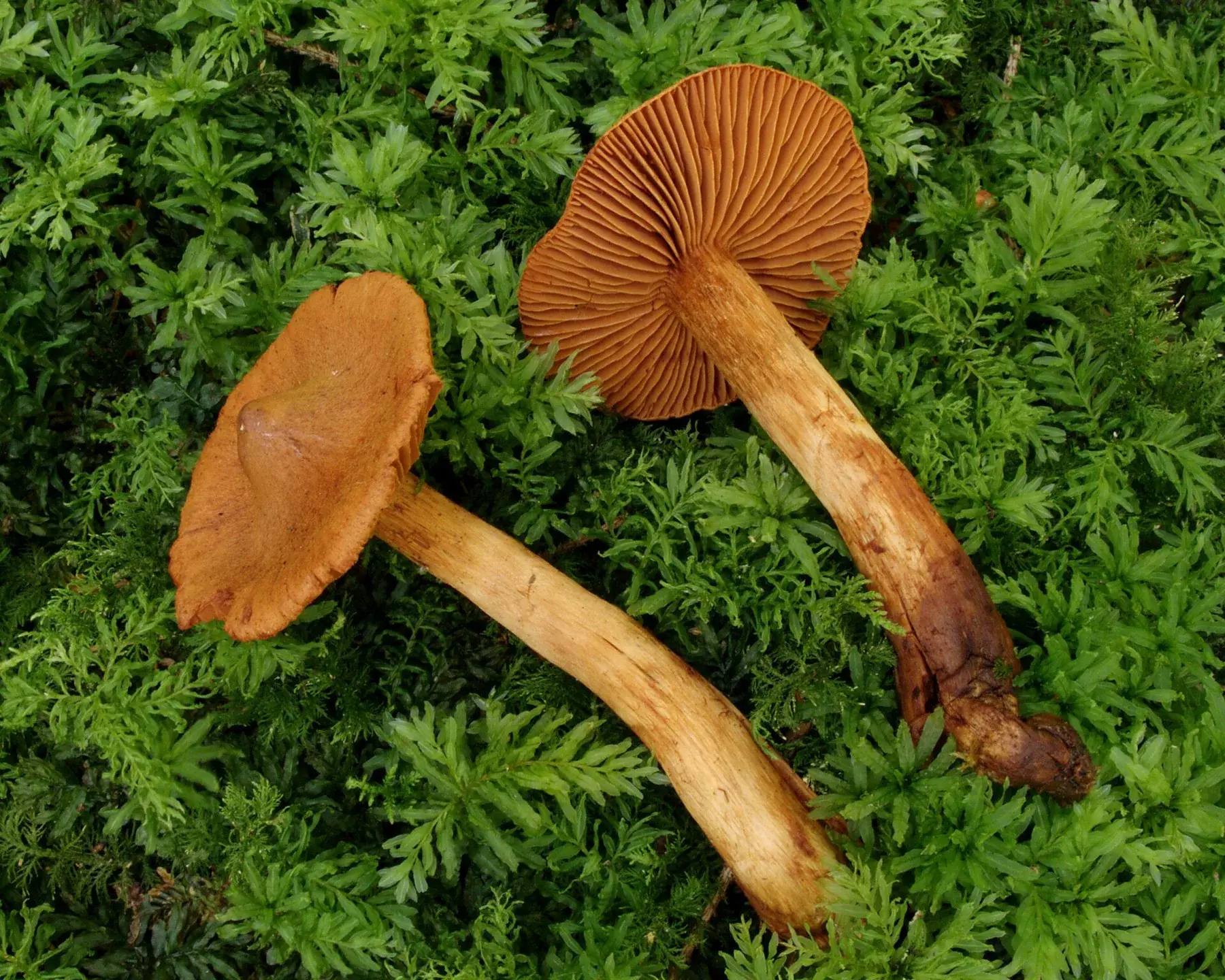 Cortinarius rubellus: Dos exemplars ajaguts sobre molsa, amb el barret i les làmines rovellades visibles.