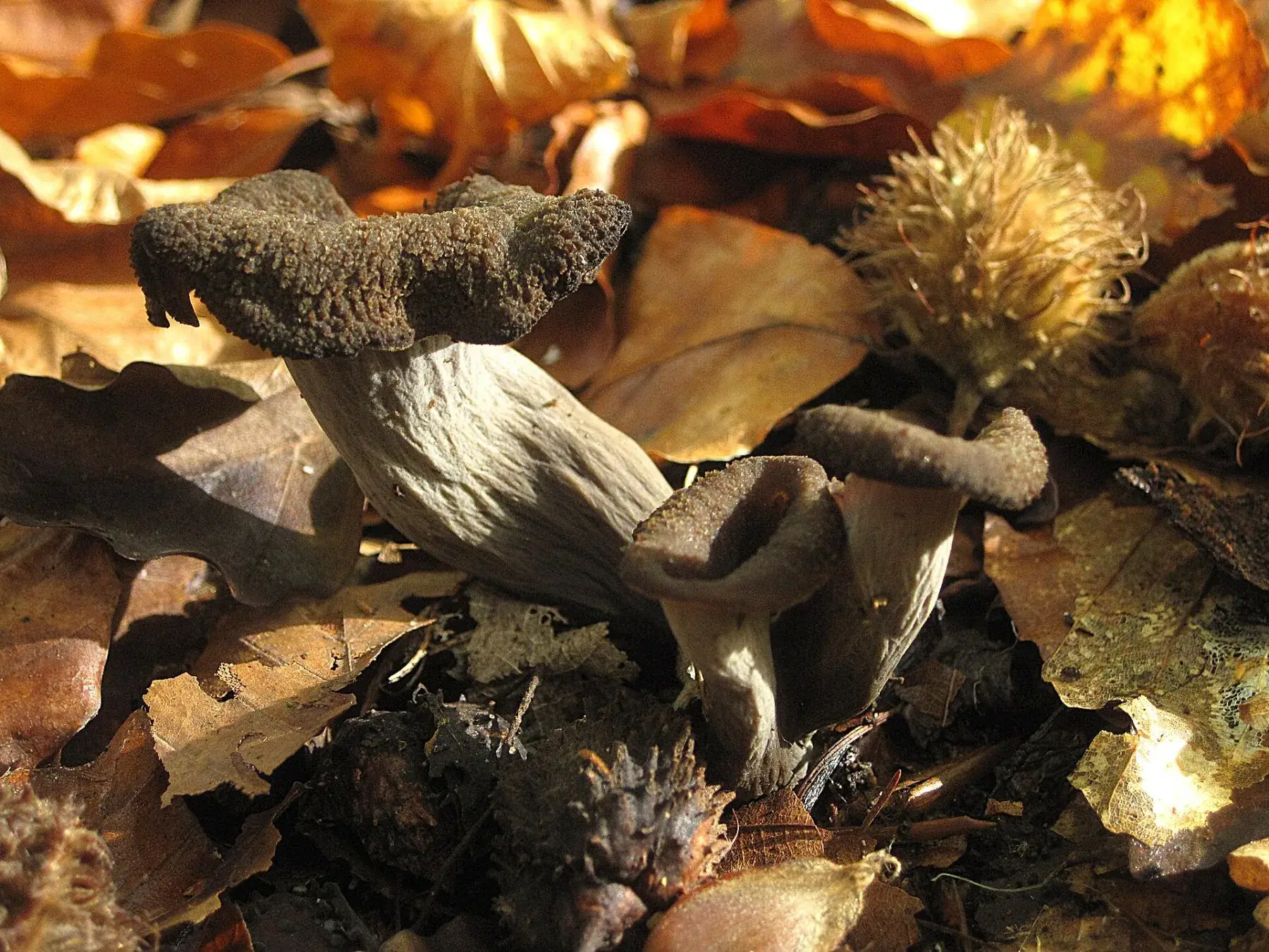 Craterellus cornucopioides: Vista lateral de trompetes fosques amb exterior grisenc entre fulles de tardor.