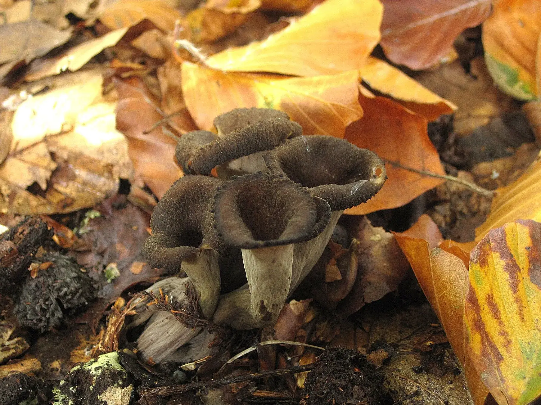 Craterellus cornucopioides: Grup de trompetes fosques vist des de dalt, amb obertures profundes i marges ondulats.