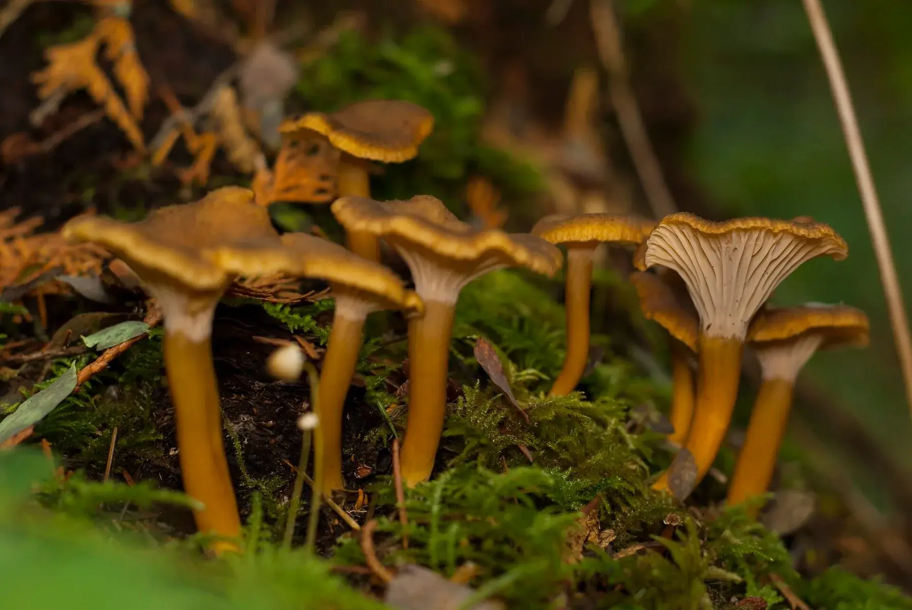Craterellus lutescens: Grup de barrets marrons i peus grocs fins; la vista lateral mostra la cara inferior més clara.