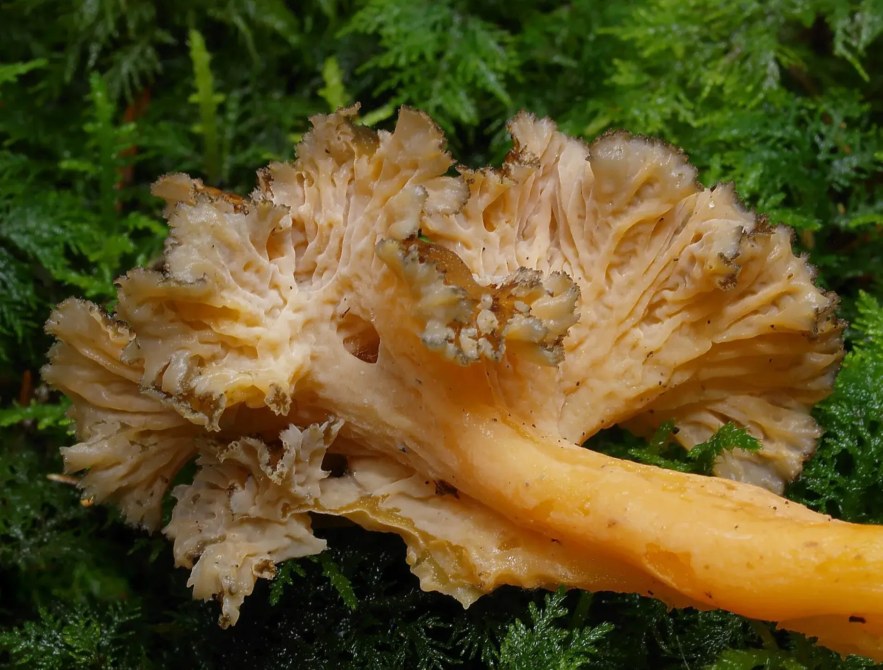 Craterellus lutescens: Primer pla de la cara inferior arrugada i del peu groc d’un exemplar ajagut sobre molsa.