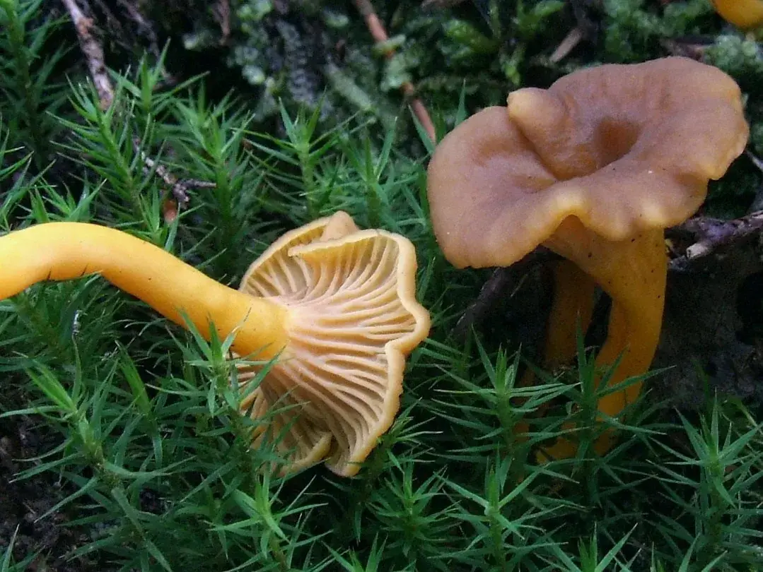 Craterellus tubaeformis: Dos exemplars sobre molsa; un mostra els plecs clars i el peu groc, l’altre el barret marró enfonsat.