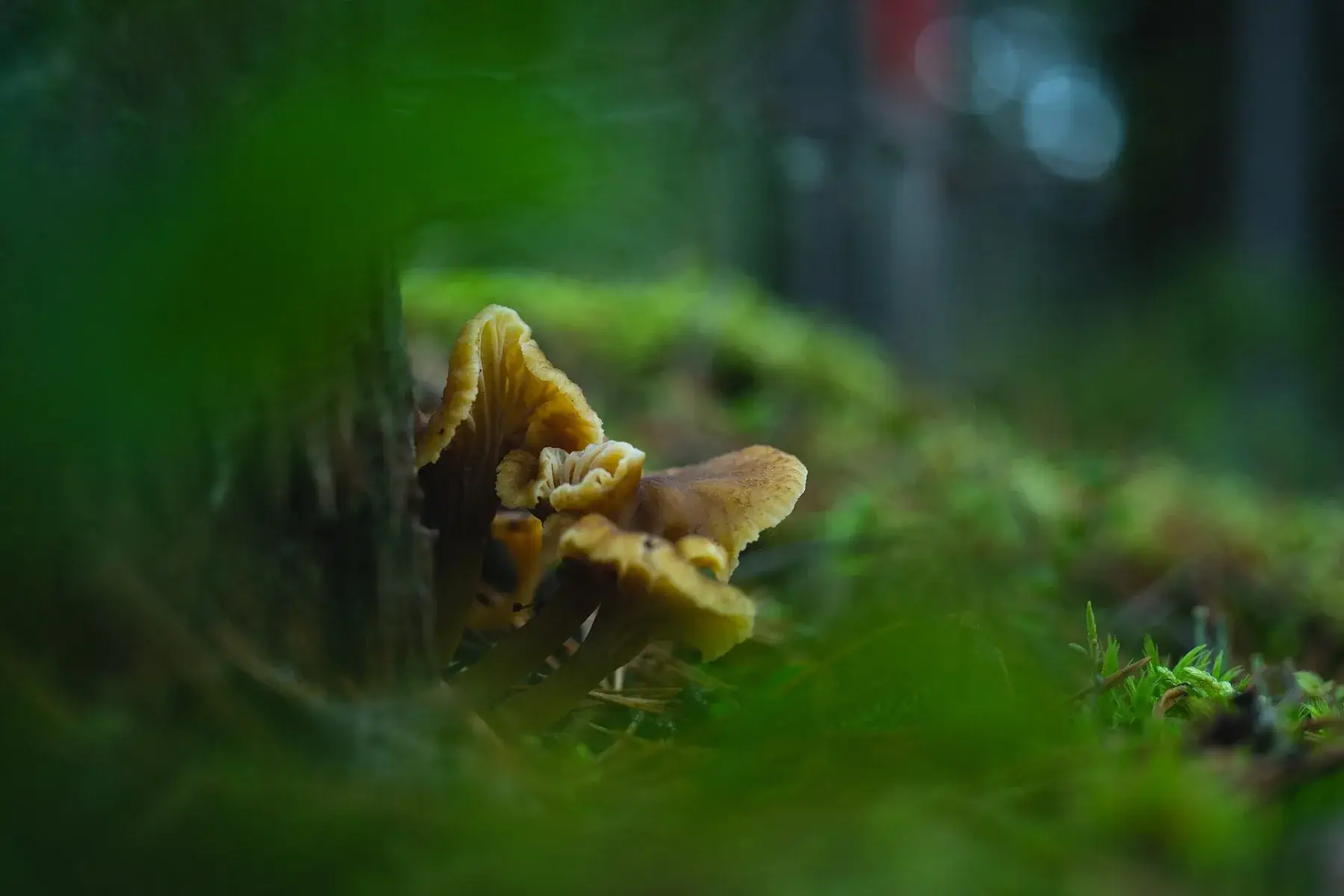 Craterellus tubaeformis: Petit grup de barrets ondulats marrons, parcialment ocults darrere de molsa.