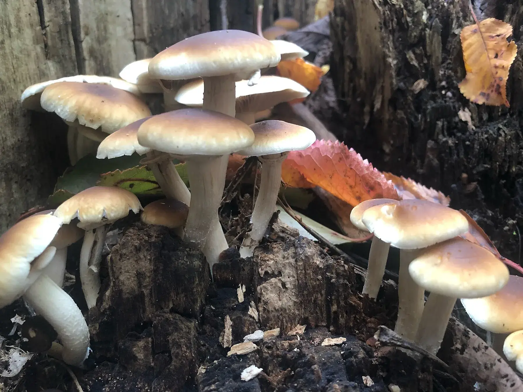 Gran grup de Cyclocybe cylindracea fructificant directament sobre fusta morta de pollancre.