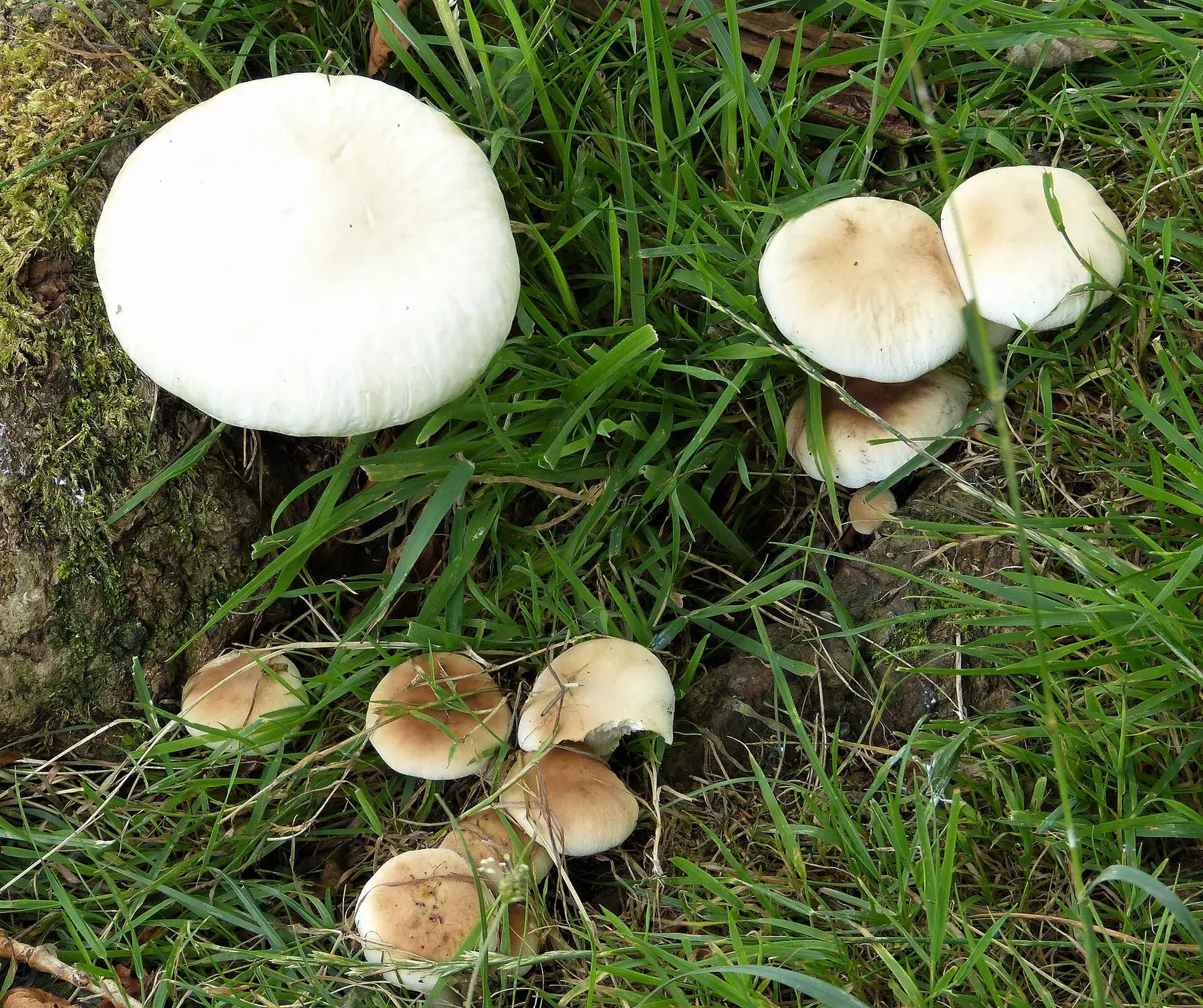 Cyclocybe cylindracea de perfil mostrant barret marró clar, làmines i anell persistent.