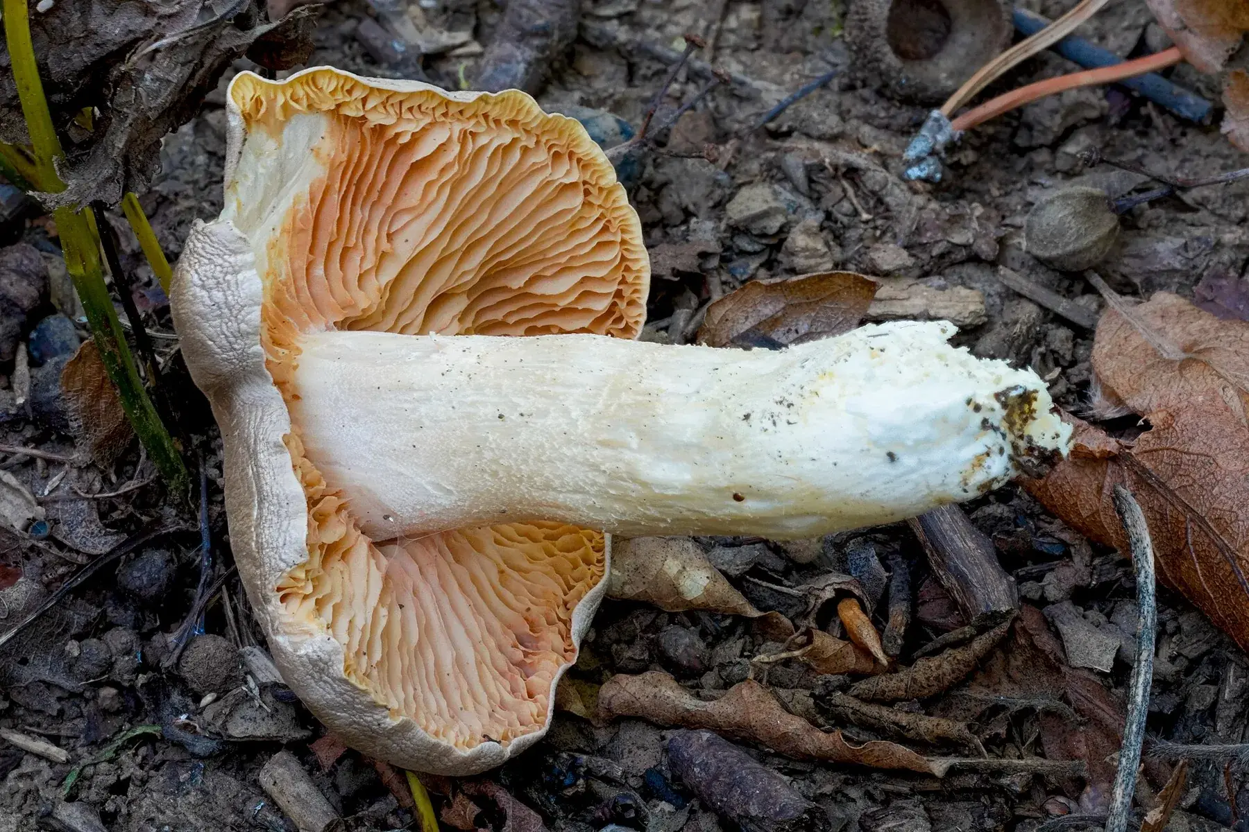 Vista inferior d’Entoloma sinuatum amb làmines sinuades que viren de crema a rosa.