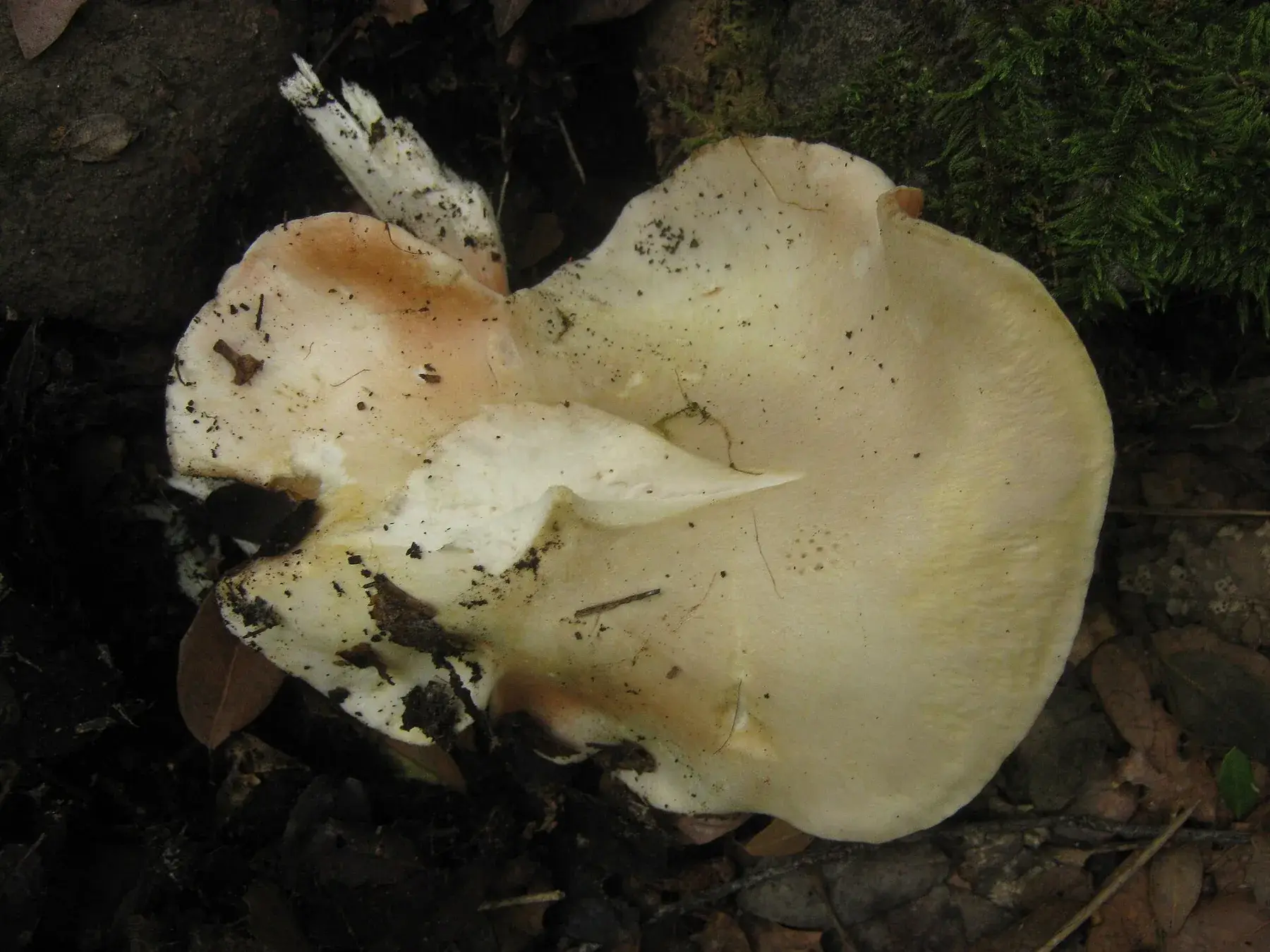 Diversos Entoloma sinuatum entre fullaraca, amb barrets pàl·lids irregulars i peus blancs.