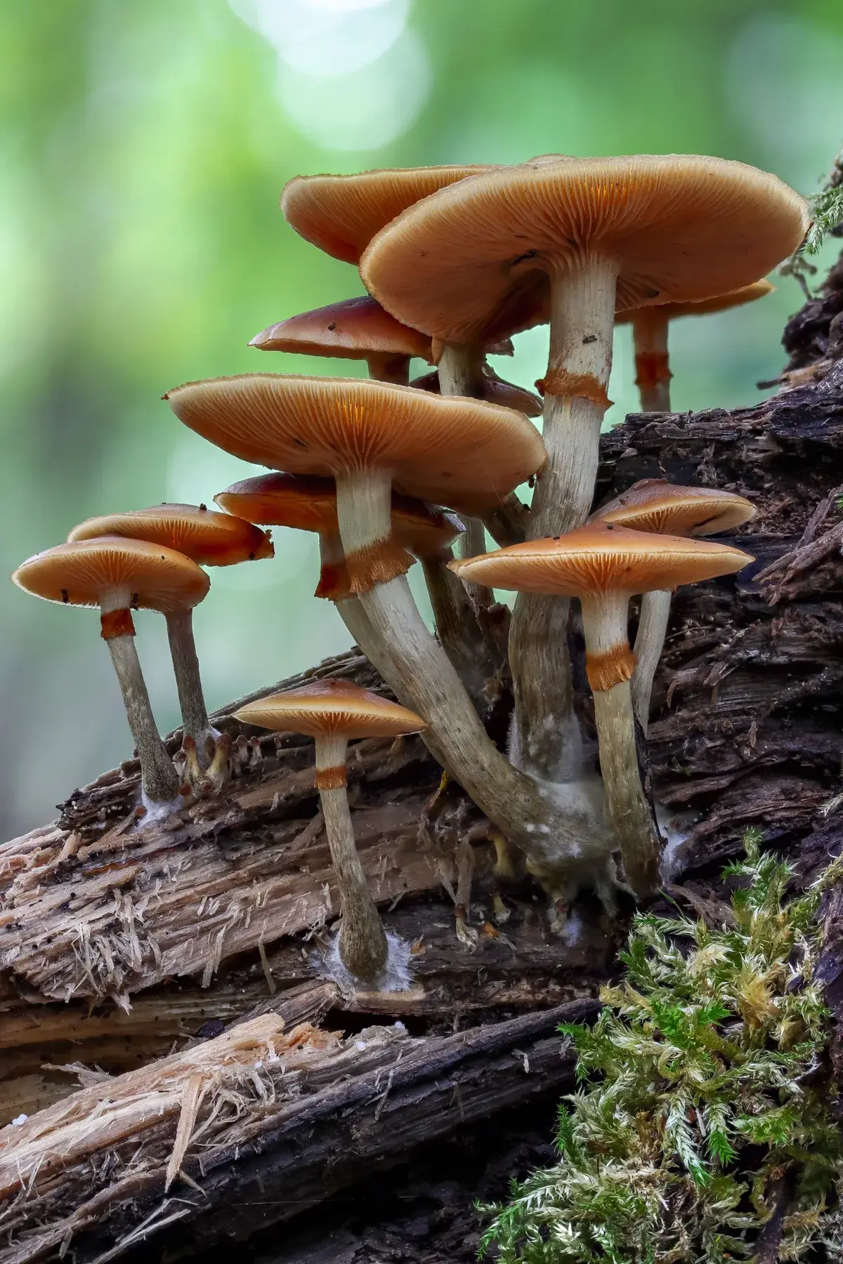 Feix de Galerina marginata sobre fusta morta, amb barrets higrofans marró mel i peus esvelts.