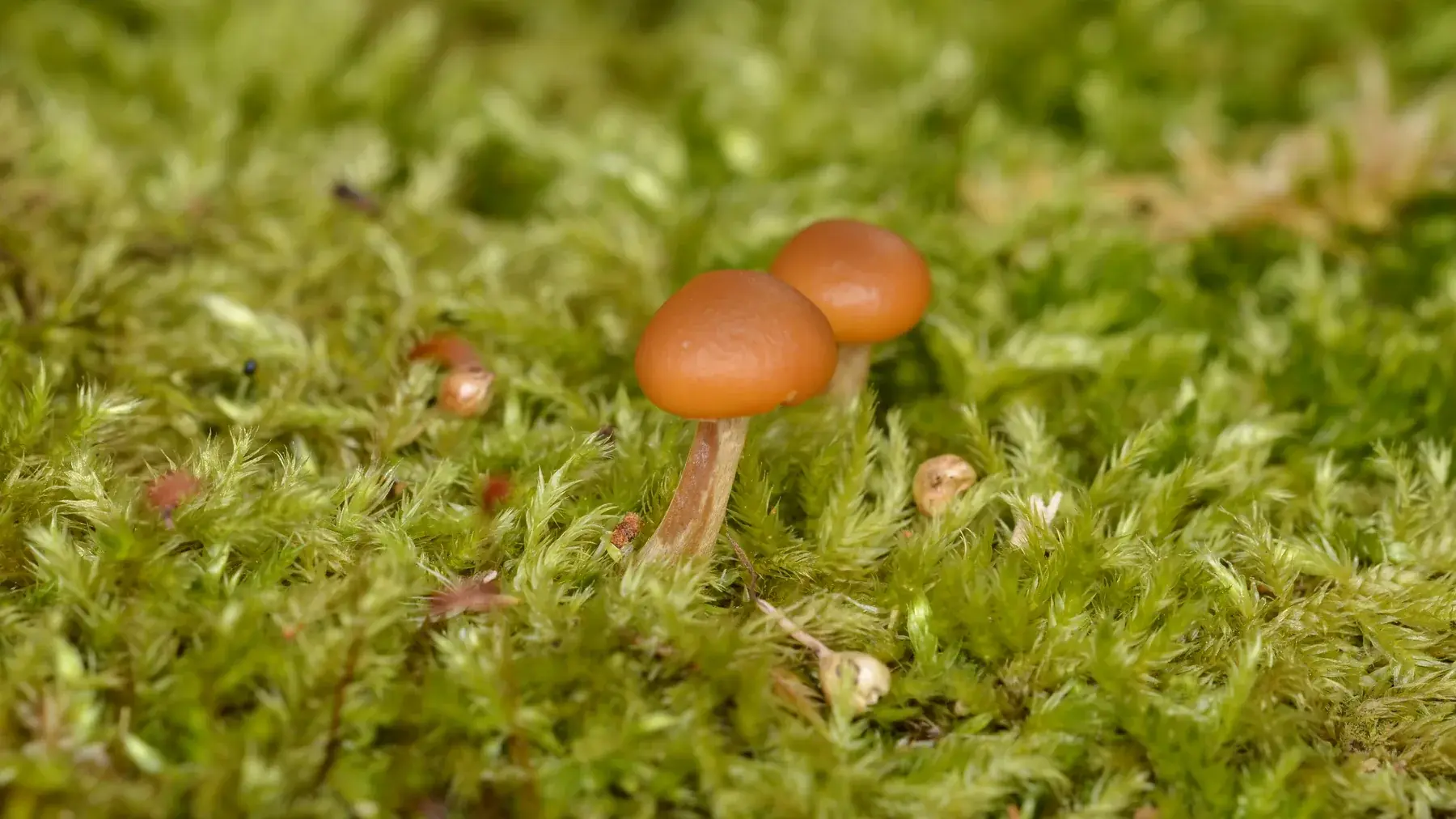 Galerina marginata fructificant en grup sobre una soca, amb barrets humits i làmines rovellades.