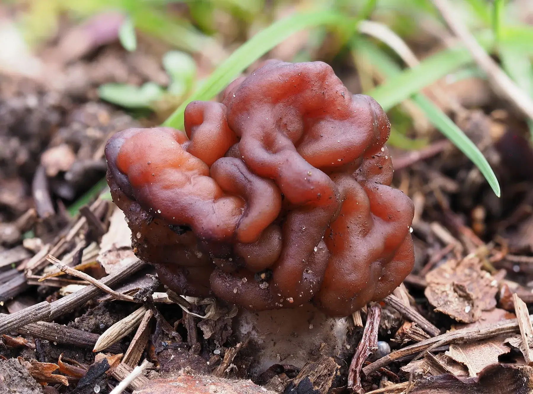 Exemplar de Gyromitra esculenta entre molsa, amb el barret lobulat bru rogenc ben visible.