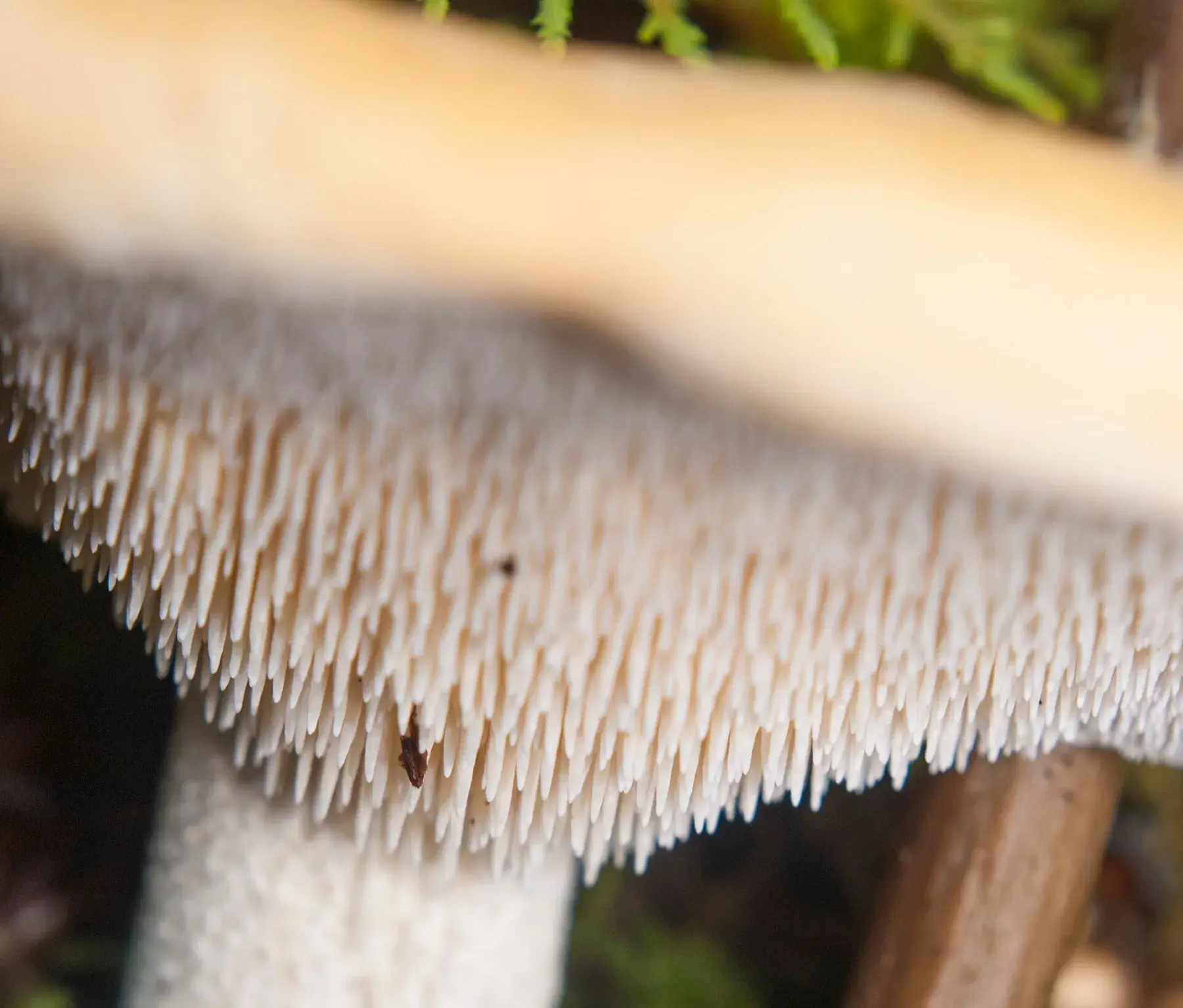 Hydnum repandum: Primer pla de les agulletes clares que pengen de sota el barret.