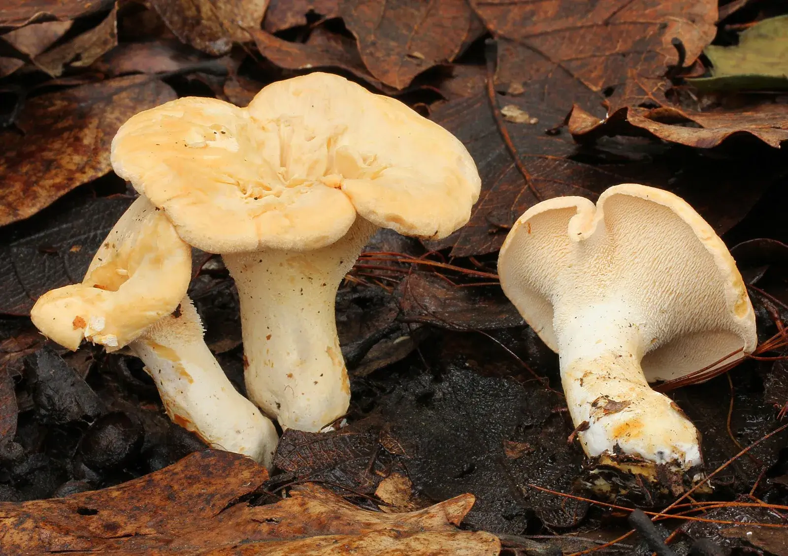 Hydnum repandum: Exemplars de color crema sobre fulles; un està capgirat i mostra les agulletes.