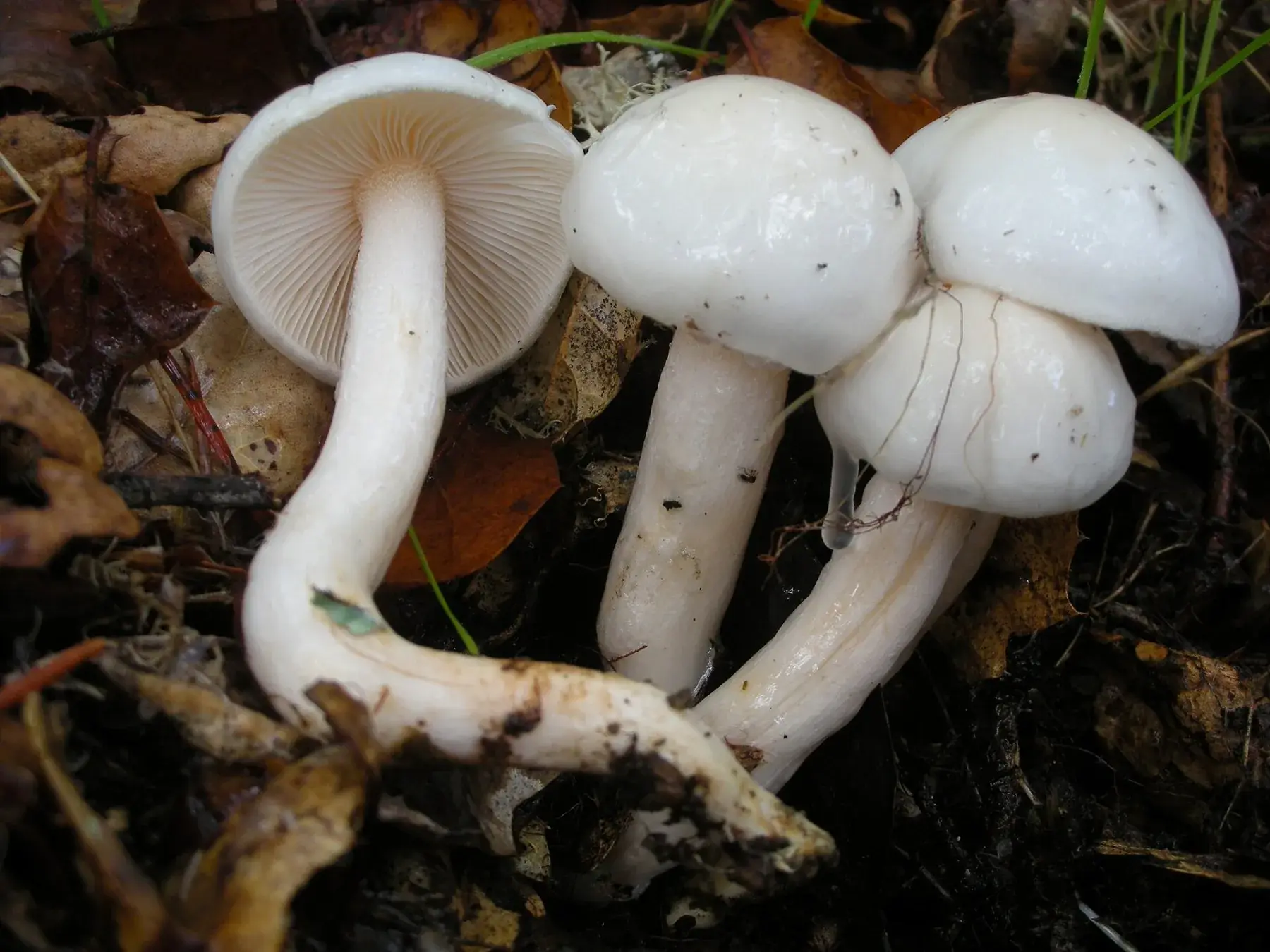 Hygrophorus eburneus: Exemplars blancs junts, amb barrets lluents, peus allargats i làmines clares visibles.