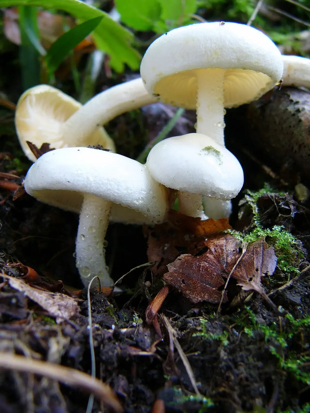 Hygrophorus eburneus: Petits exemplars blancs de diferents alçades entre molsa i fulles.