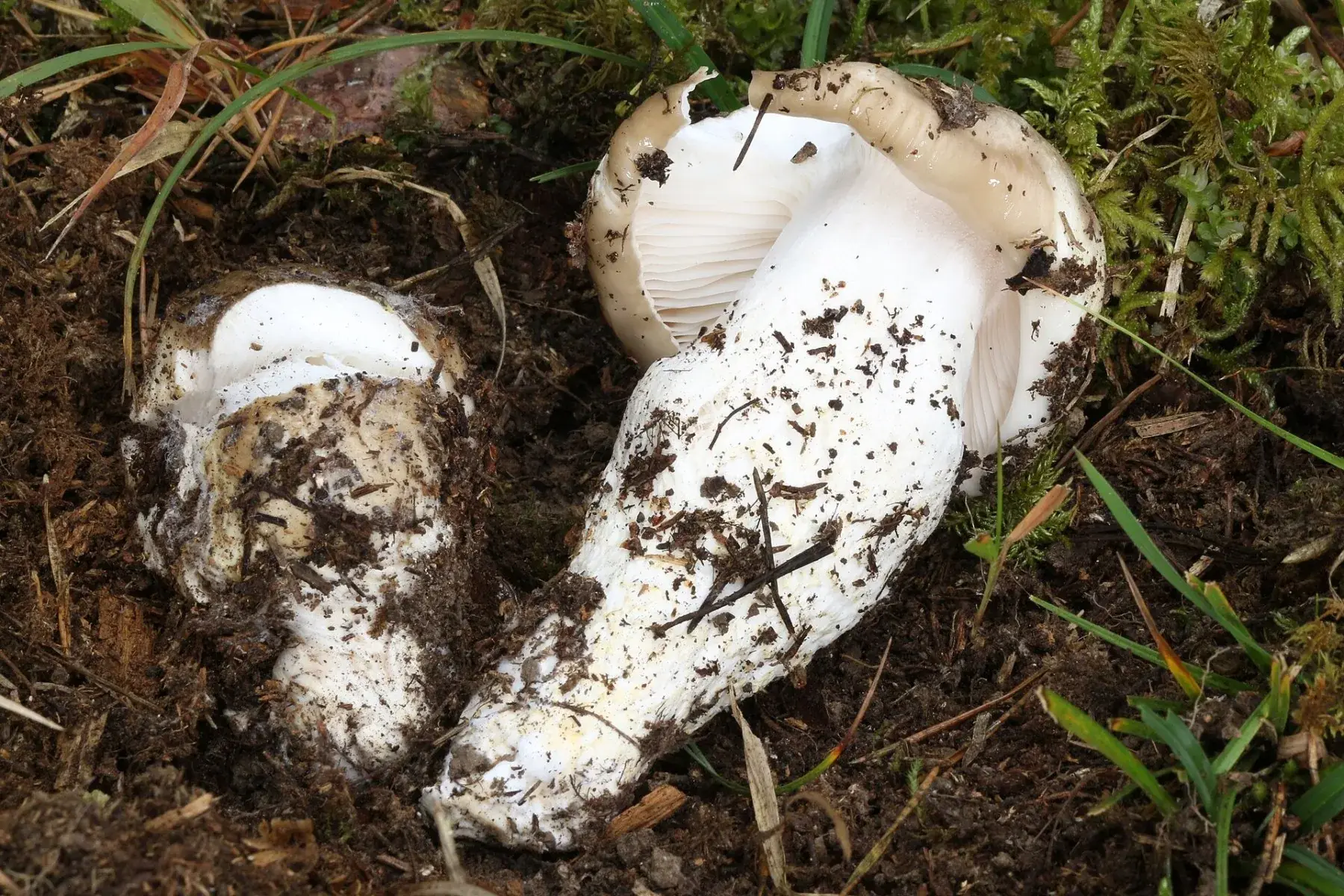 Hygrophorus latitabundus: Dos exemplars ajaguts, amb peus blancs coberts de terra i làmines clares visibles.