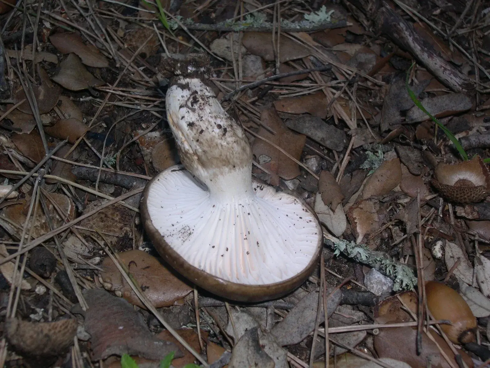 Hygrophorus latitabundus: Exemplar capgirat sobre fullaraca, amb làmines blanques, marge marró i peu amb terra.