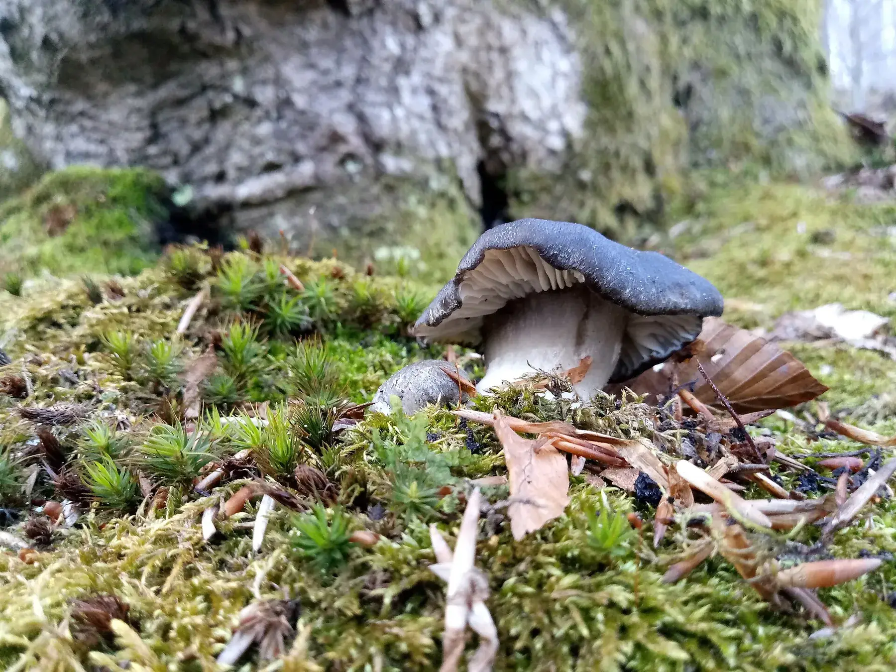 Vista inferior d’Hygrophorus marzuolus amb làmines blanques gruixudes i decurrents.
