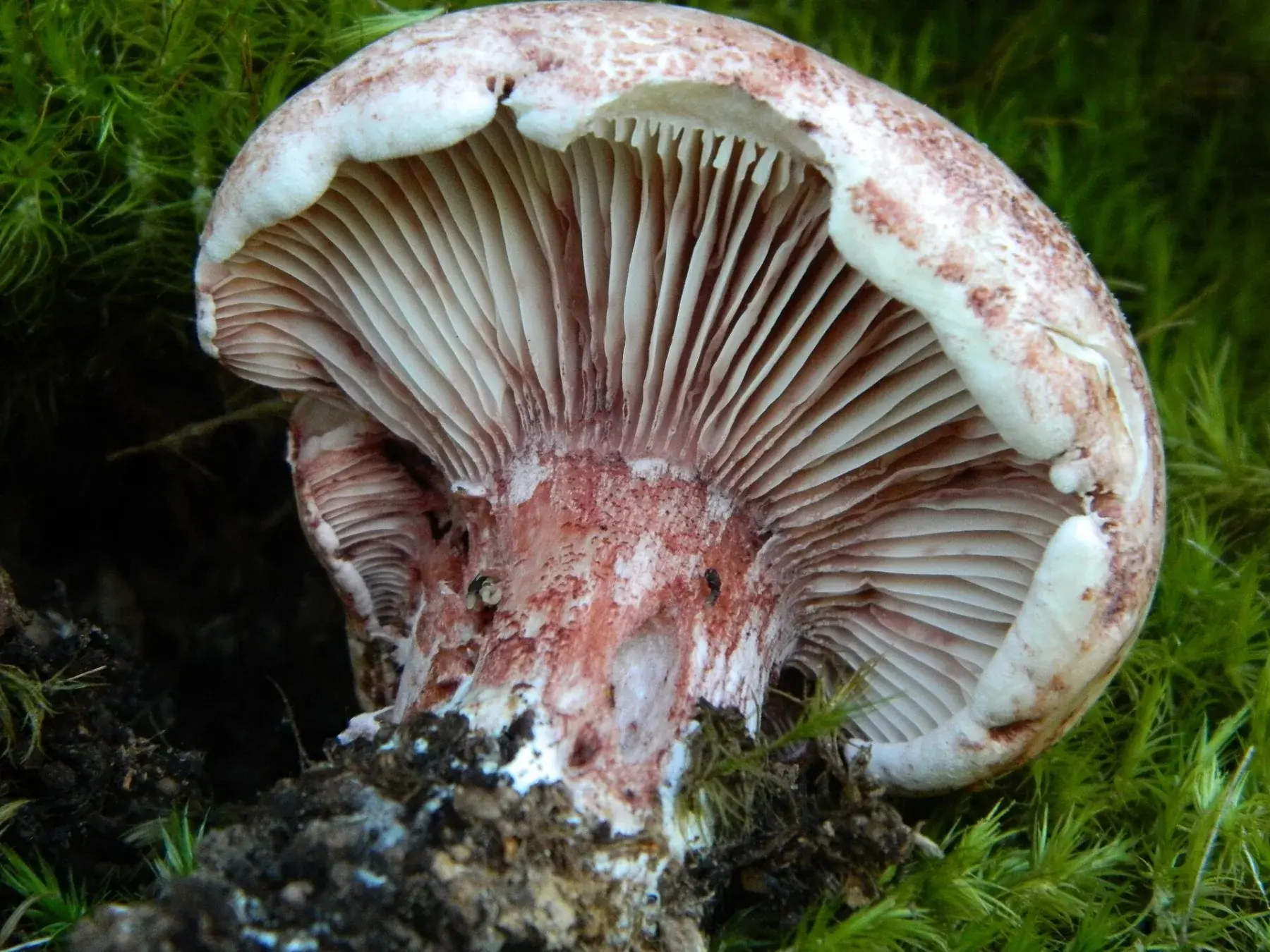 Hygrophorus russula: Vista inferior de làmines clares amb tons rosats i peu tacat de vermell sobre molsa.
