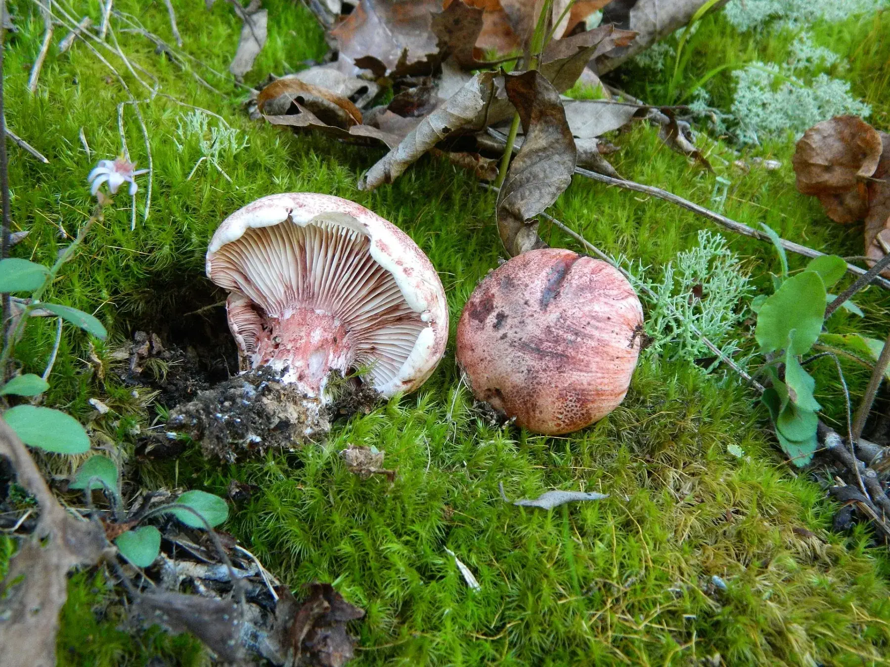 Hygrophorus russula: Dos exemplars entre molsa; un mostra les làmines i l’altre el barret rosat.