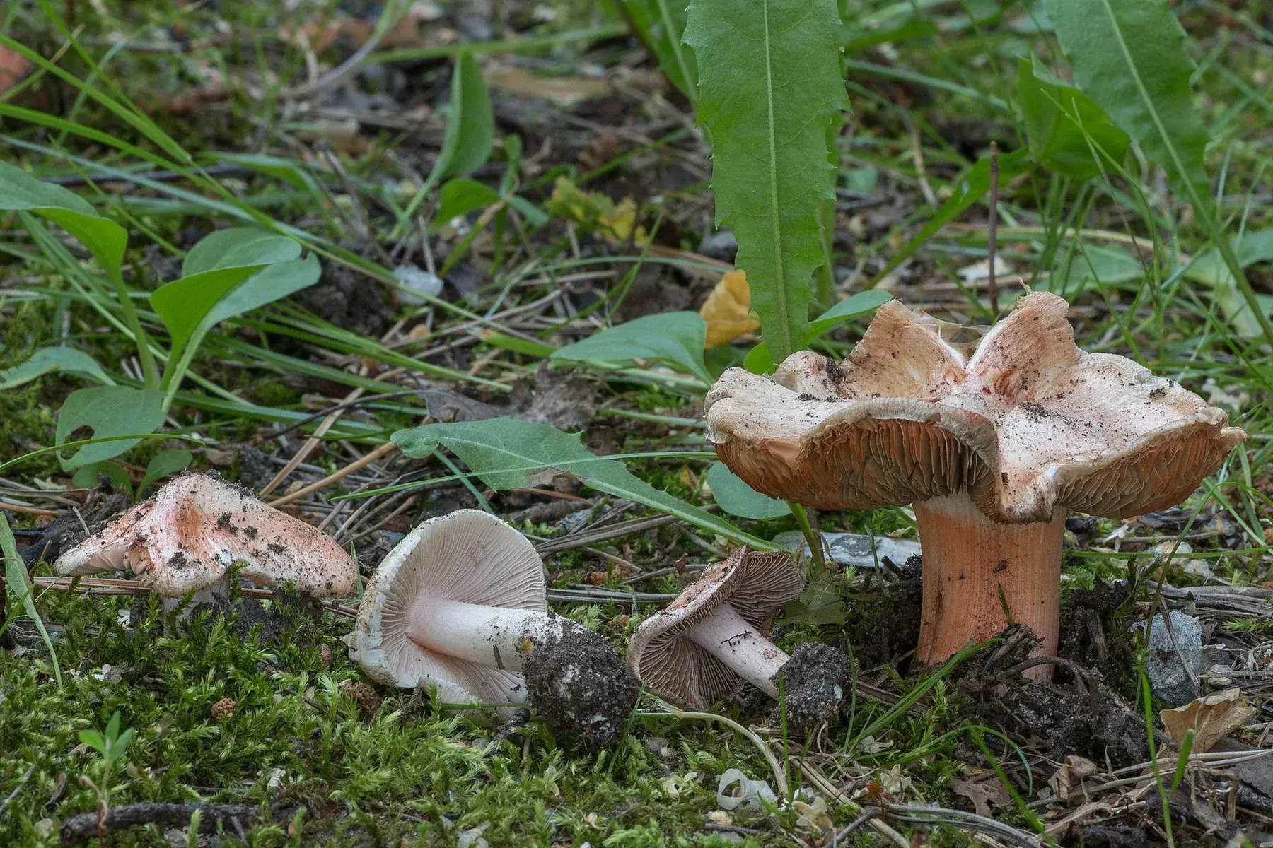 Grup d’Inocybe erubescens amb barrets cònics fibril·losos i peus que envermelleixen.
