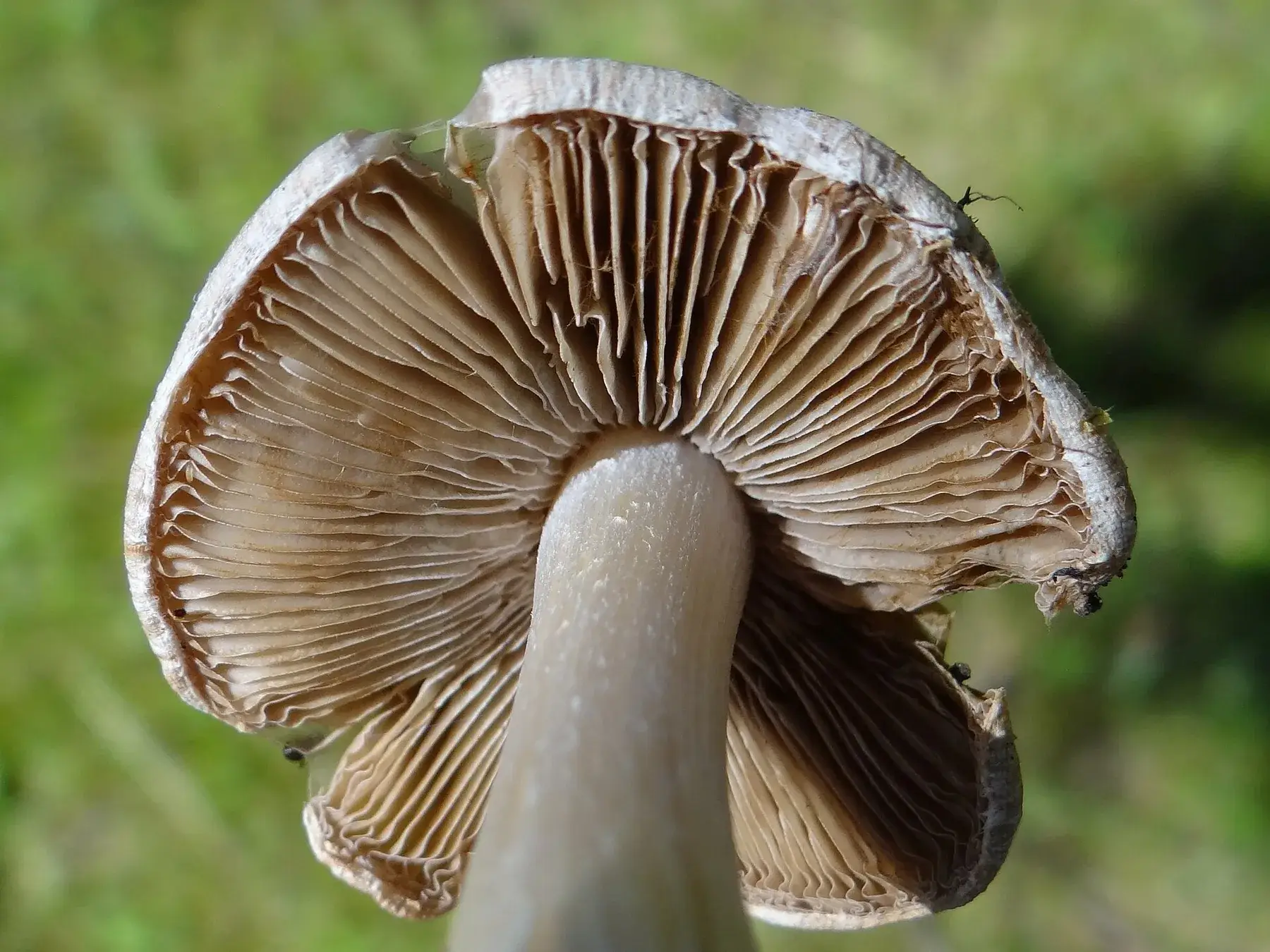 Exemplars d’Inocybe erubescens que mostren barrets esquerdats, làmines brunes i tons rogencs.