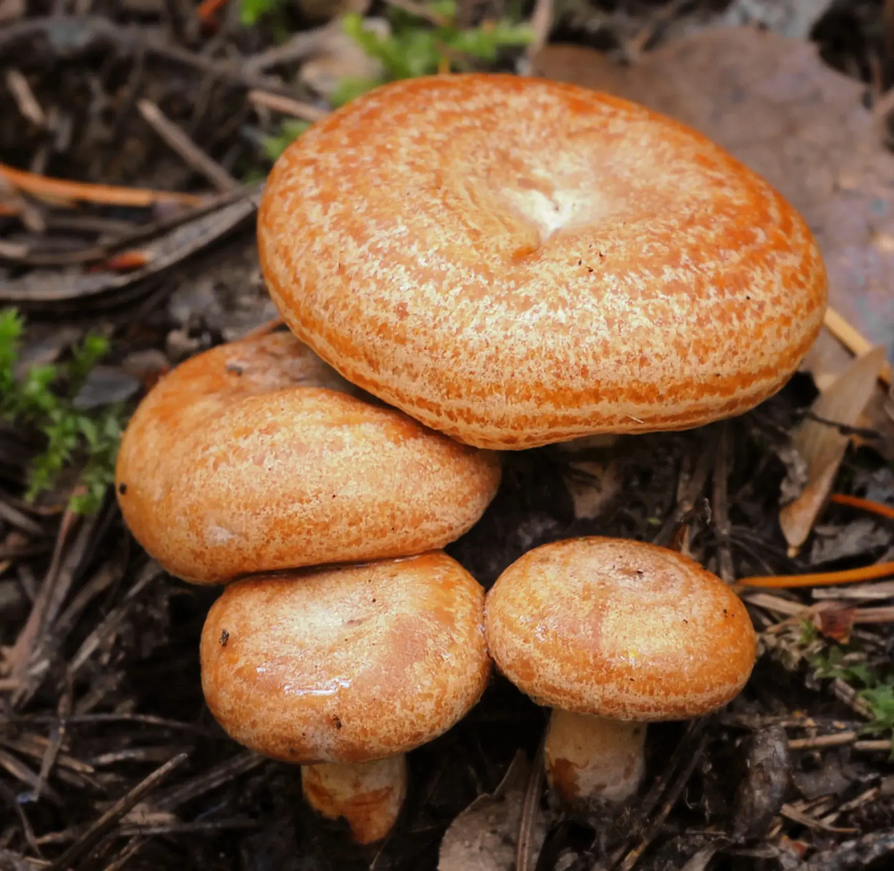 Lactarius deliciosus: Quatre barrets ataronjats vistos des de dalt, amb bandes circulars visibles.