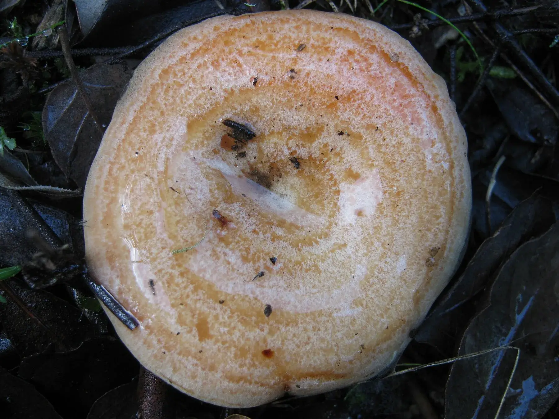 Lactarius deliciosus: Primer pla d’un barret amb centre deprimit i bandes concèntriques ataronjades.