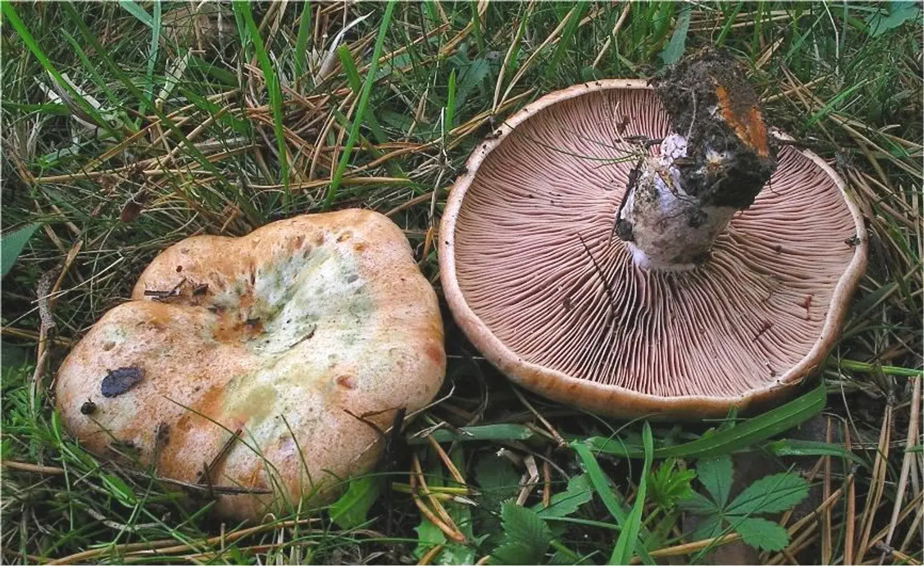 Lactarius sanguifluus: Dos exemplars sobre herba; un mostra el barret amb zones verdoses i l’altre les làmines rosades.