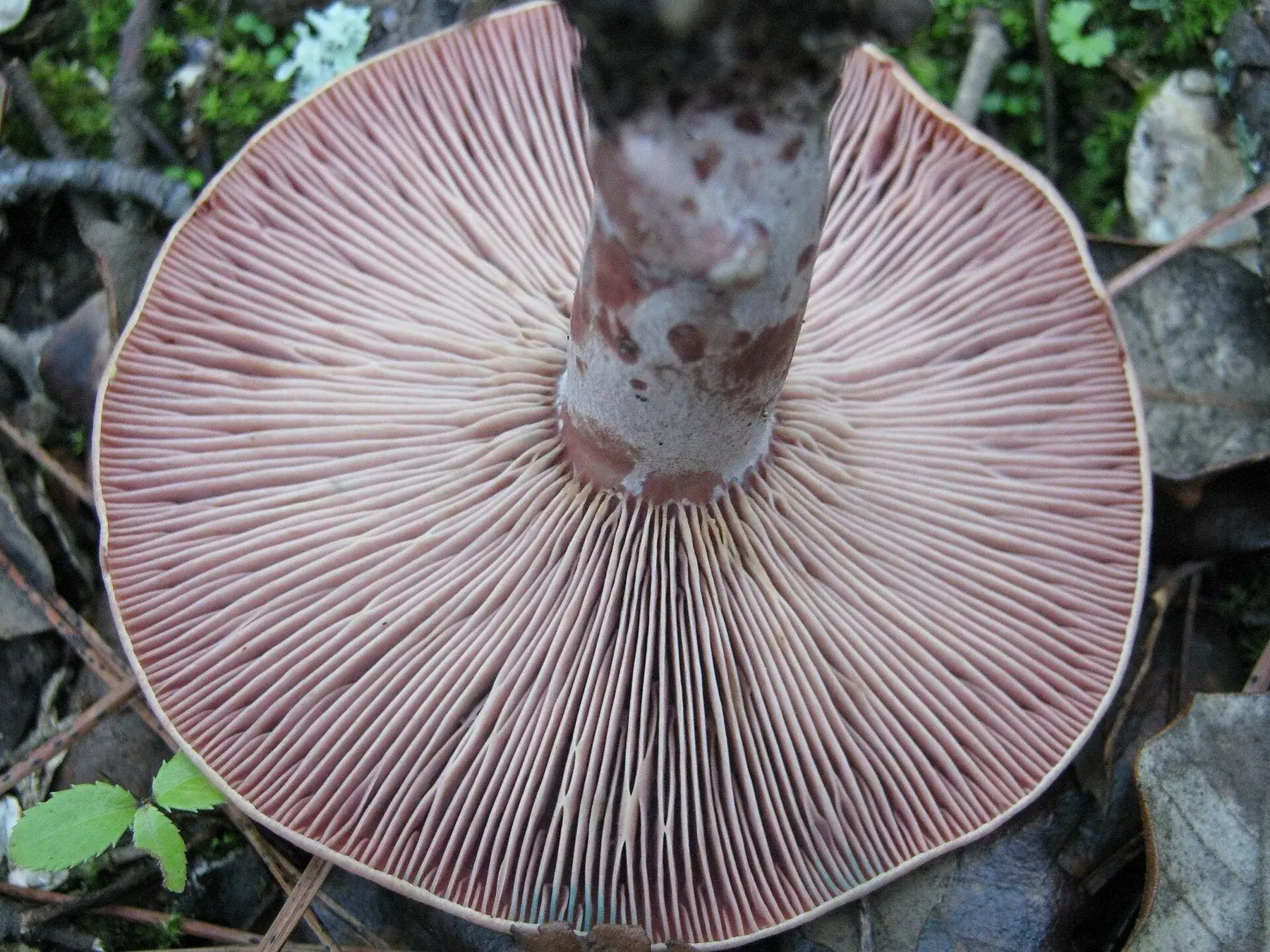 Lactarius sanguifluus: Vista inferior amb làmines rosades atapeïdes i peu amb taques més fosques.
