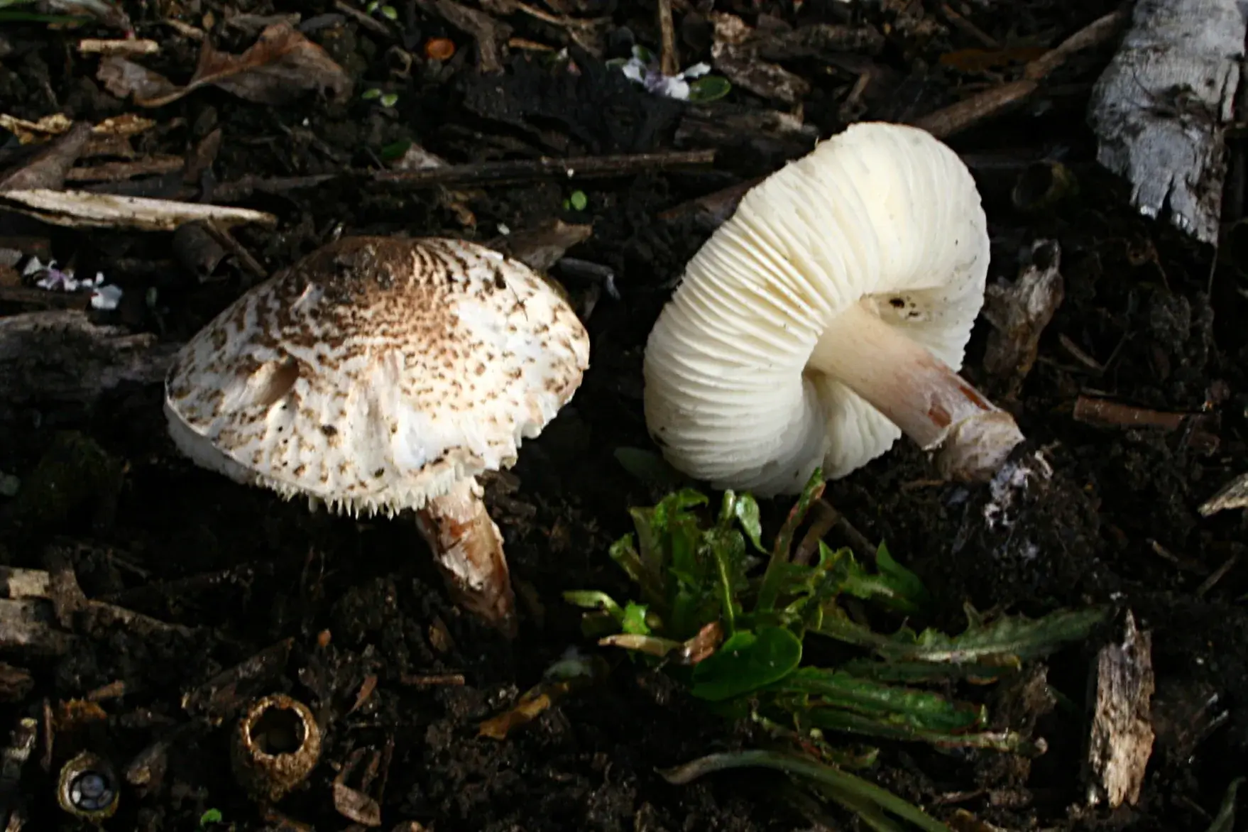 Dos exemplars de Lepiota brunneoincarnata, un de perfil i l’altre mostrant les làmines clares i l’anell.