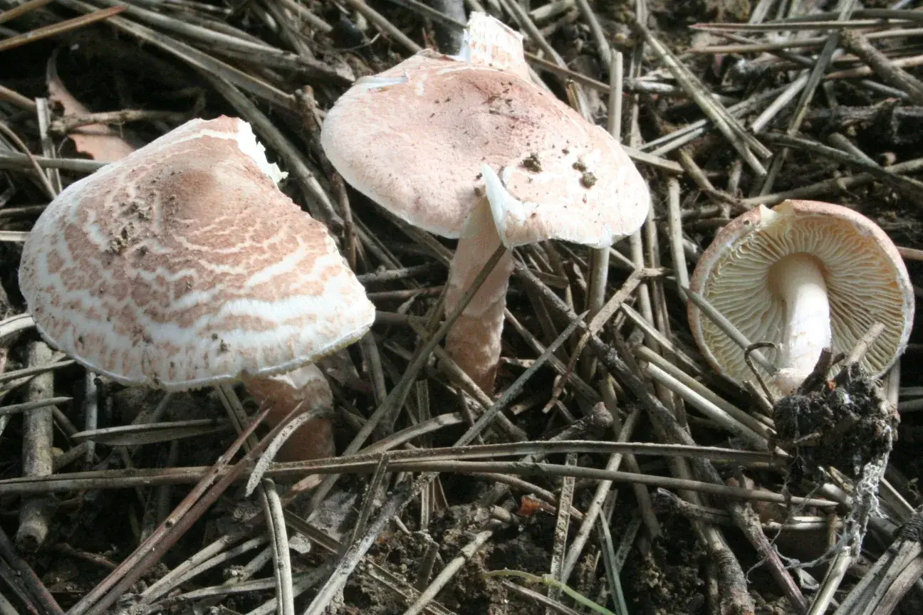 Tres Lepiota brunneoincarnata amb escates rosades al barret, làmines blanques i peu prim anellat.