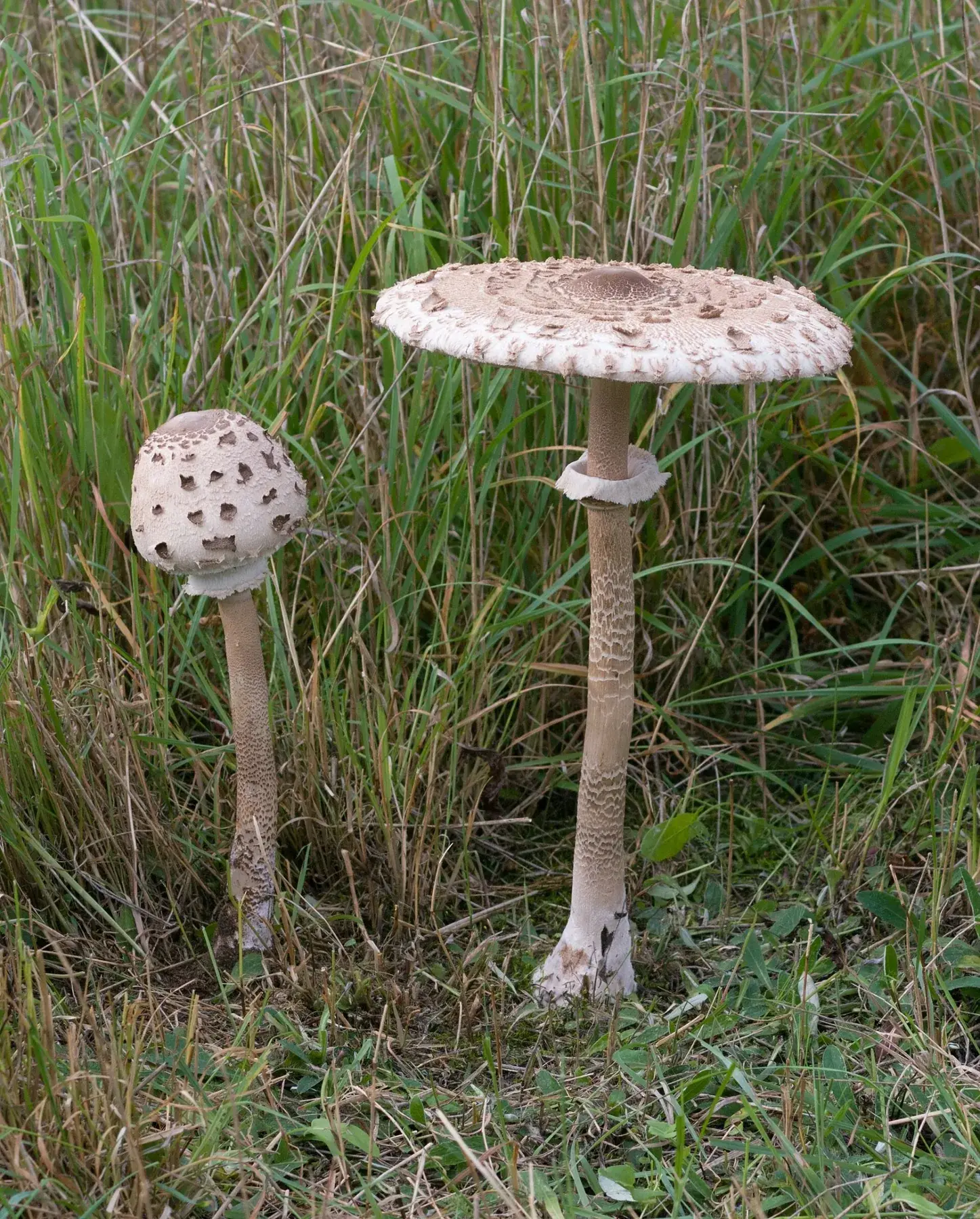 Macrolepiota procera: Dos exemplars alts entre herba: un amb barret tancat i l’altre obert, amb anell visible.