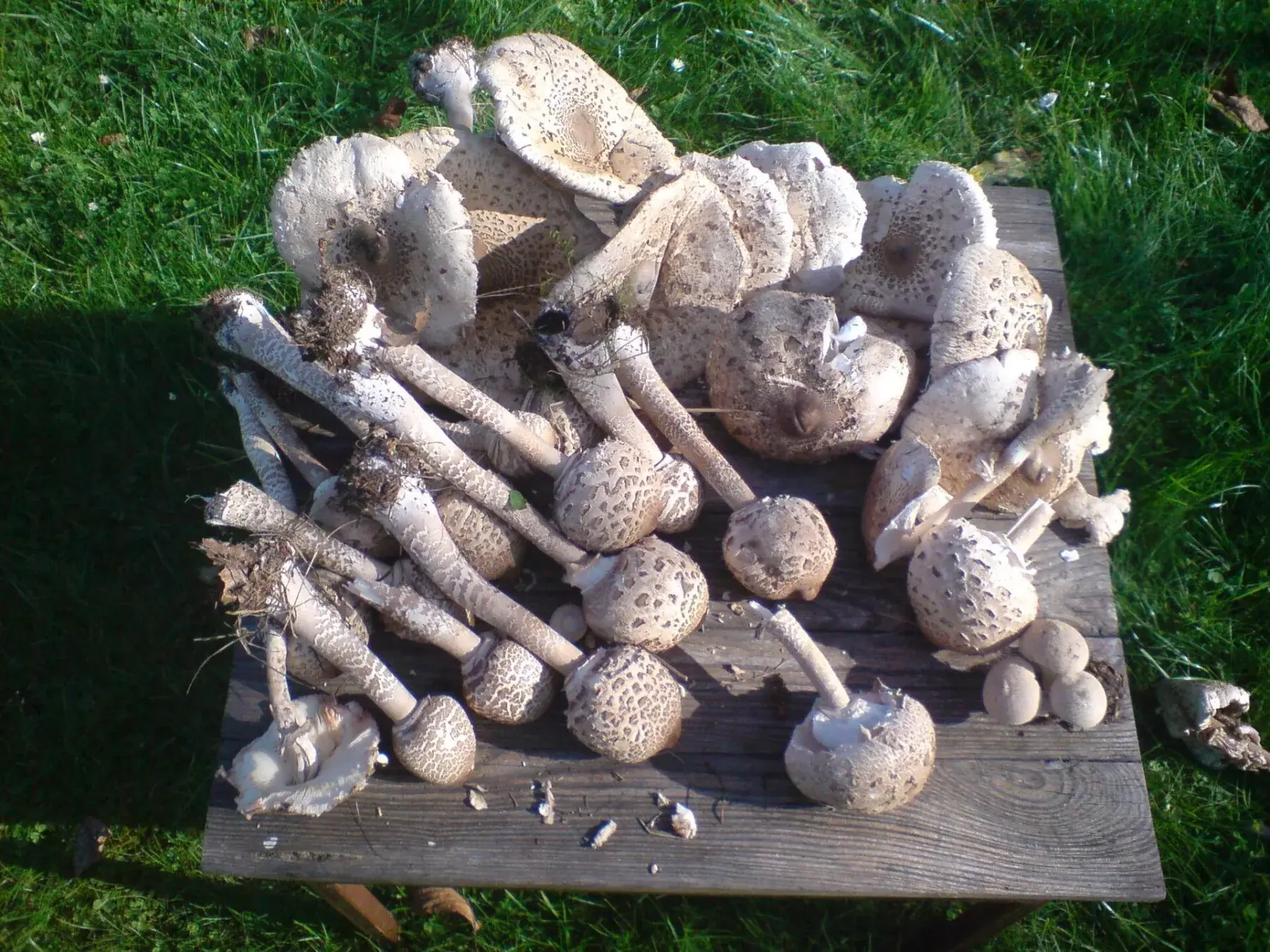 Macrolepiota procera: Conjunt d’exemplars recollits sobre una superfície de fusta, amb barrets oberts i tancats.