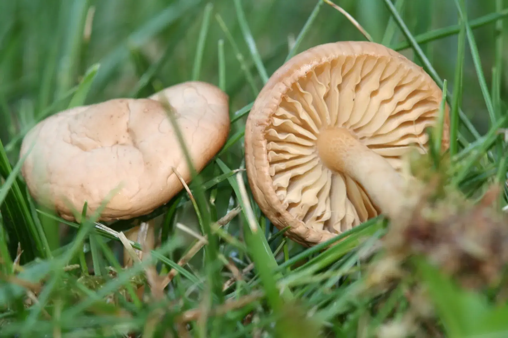 Marasmius oreades: Dos exemplars entre herba; un mostra les làmines clares espaiades i l’altre el barret.