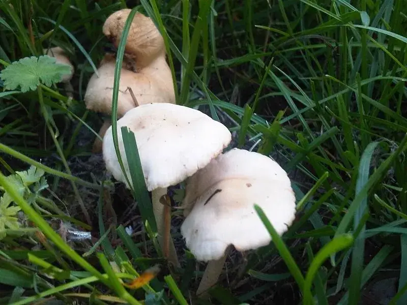 Marasmius oreades: Barrets clars de mides diferents entre brins d’herba alta.