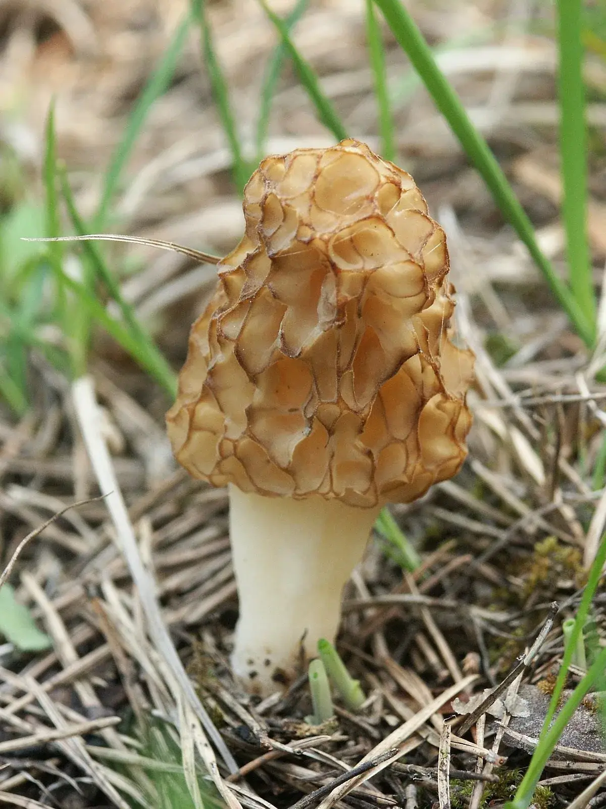 Morchella esculenta: Exemplar amb barret allargat de cavitats brunes i peu clar entre tiges seques.