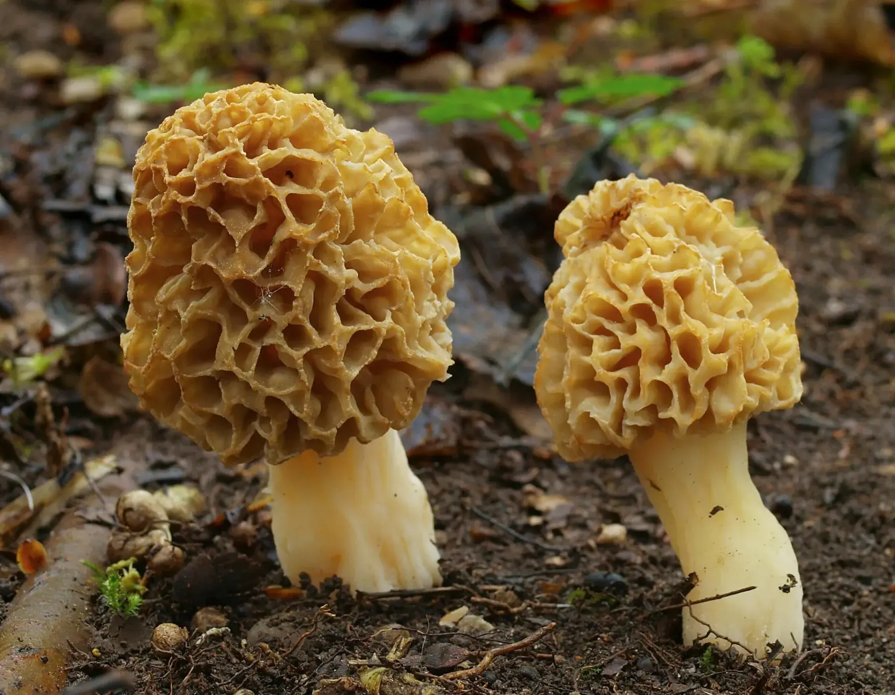 Morchella esculenta: Dos exemplars amb barrets alveolats groguencs i peus clars sobre el sòl.