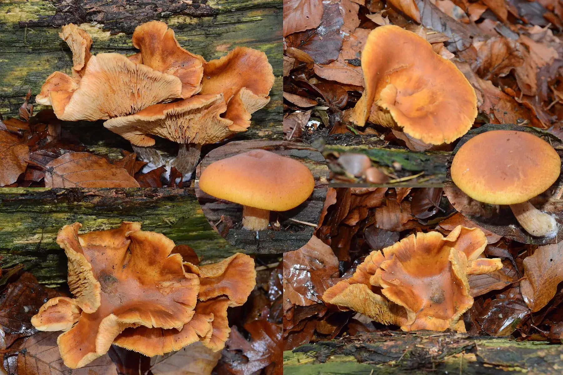 Omphalotus olearius: Muntatge de diferents vistes de bolets ataronjats, amb barrets oberts i làmines visibles.